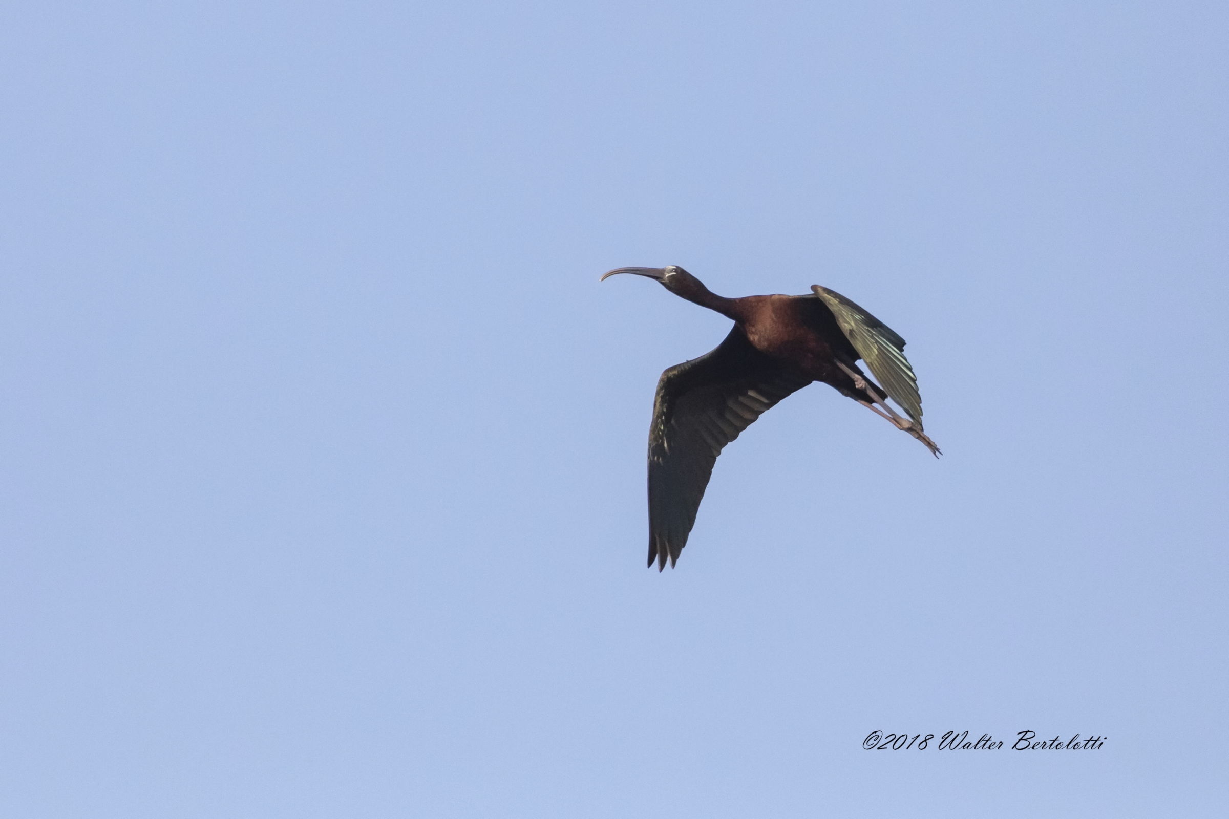 Glossy in flight...