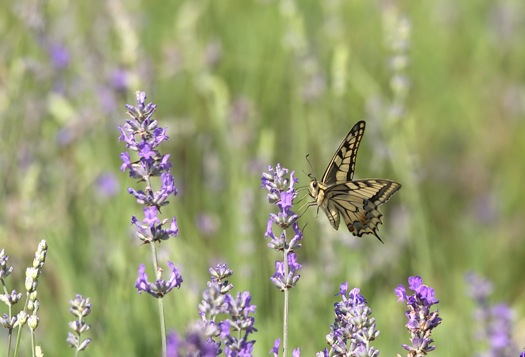 Swallowtail on Lavender...