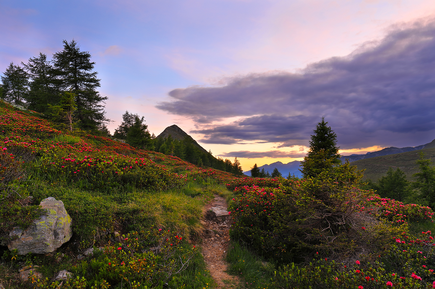 Rhododendrons Bloom at the Pianaccio of the Mortirolo...