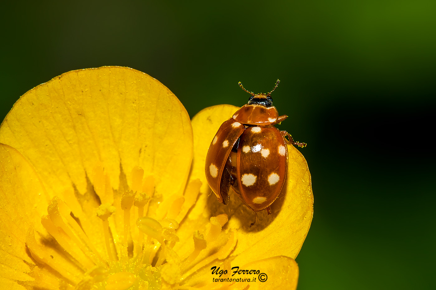 The Lady in yellow!...