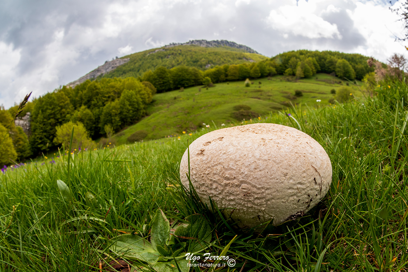 Mushroom and mountains...