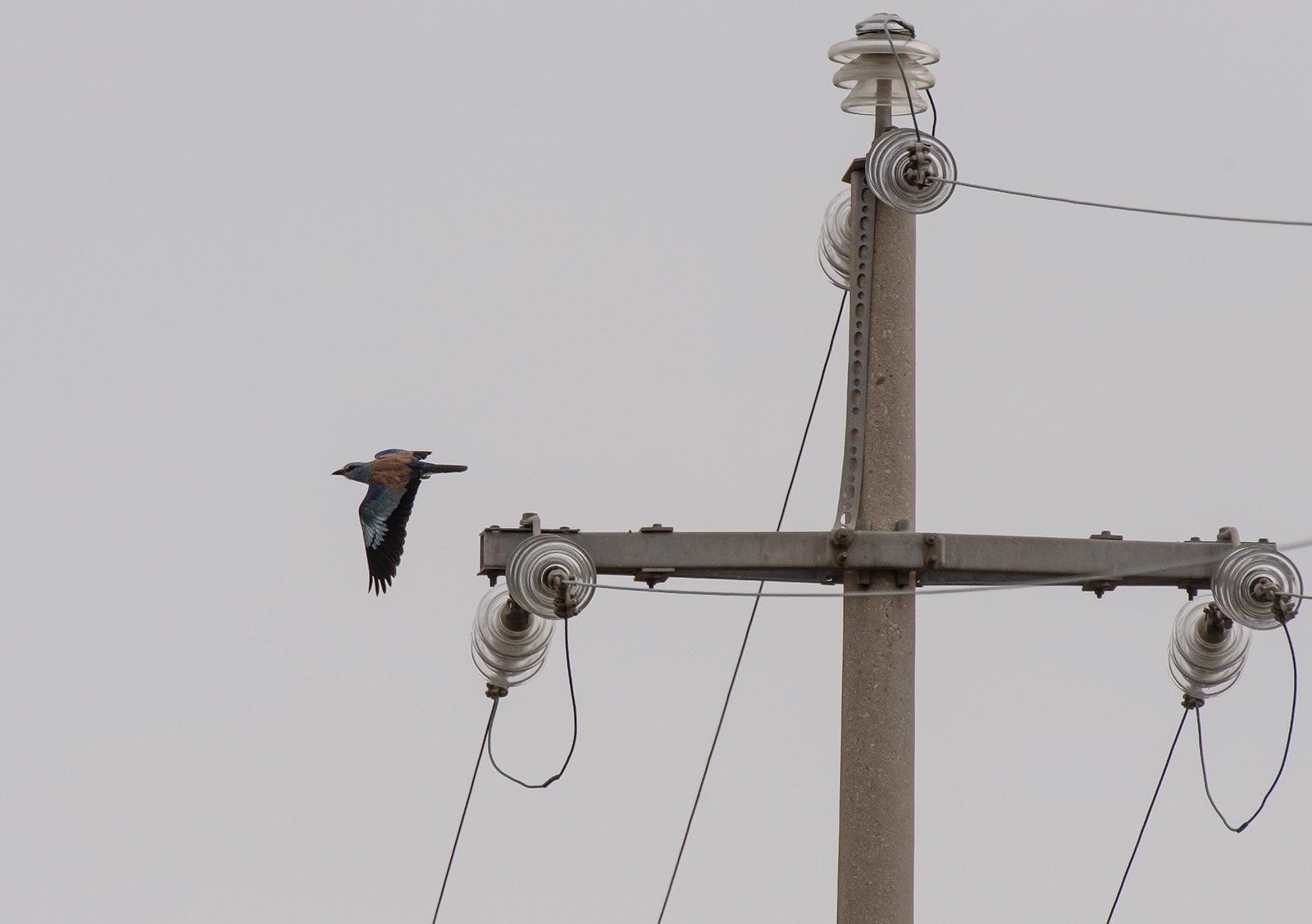 The roost of the Jay M....
