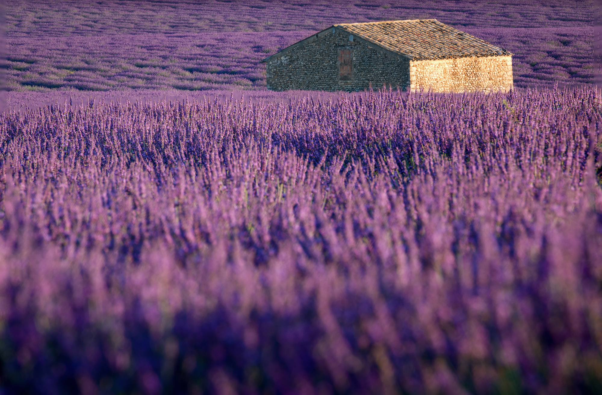 Galleggiando nel viola...