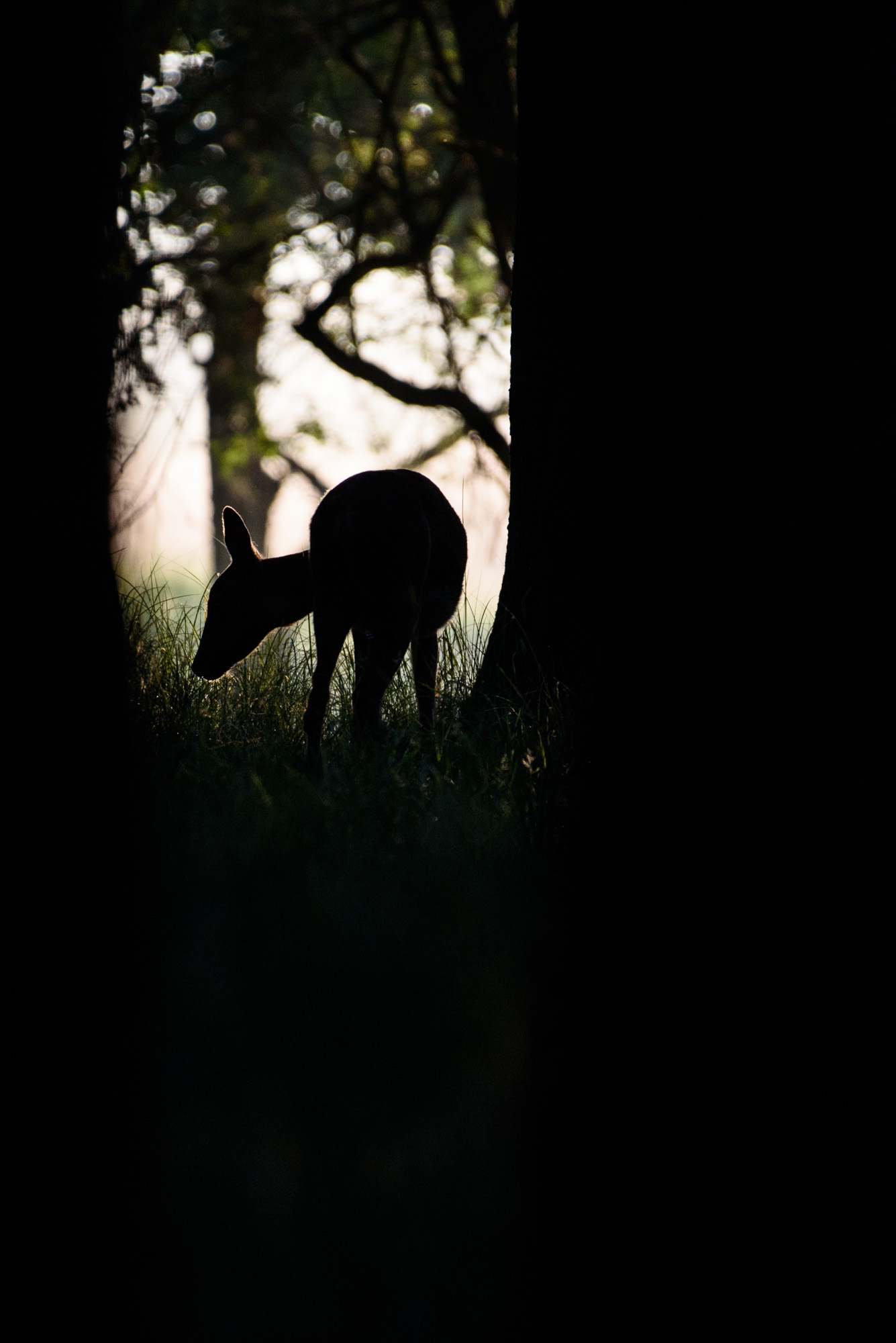 Nascondersi nell'ombra...