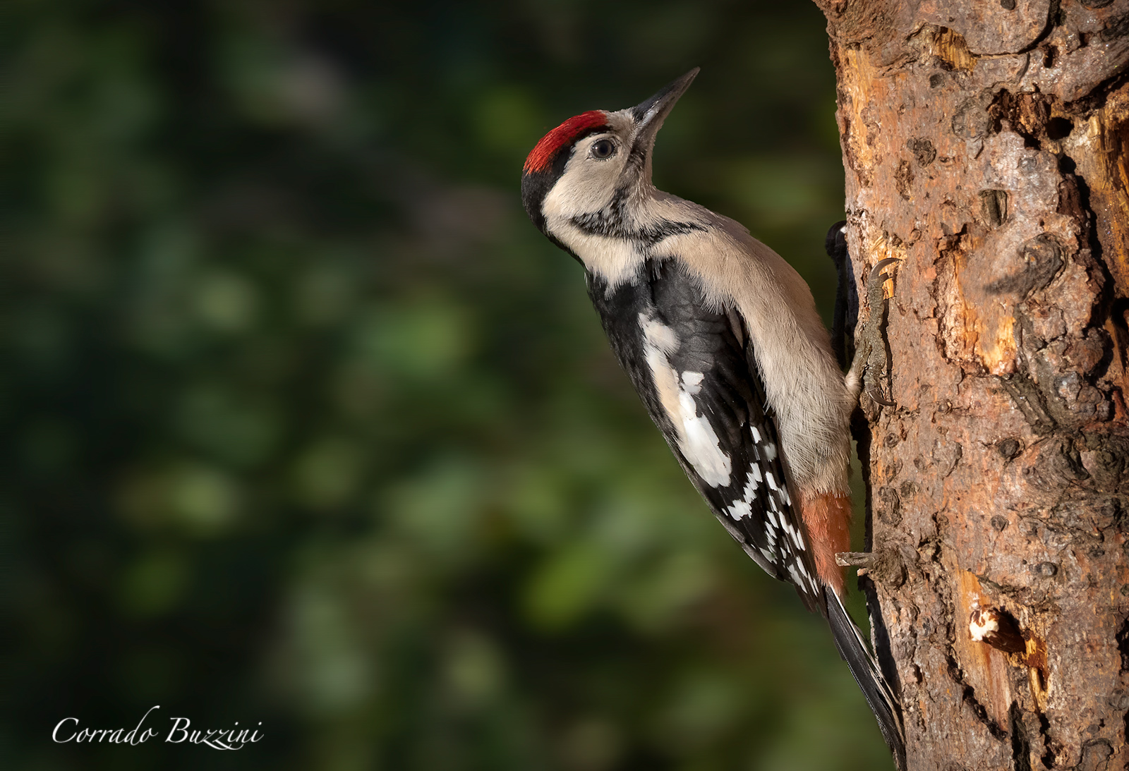 Male Young Red Woodpecker...
