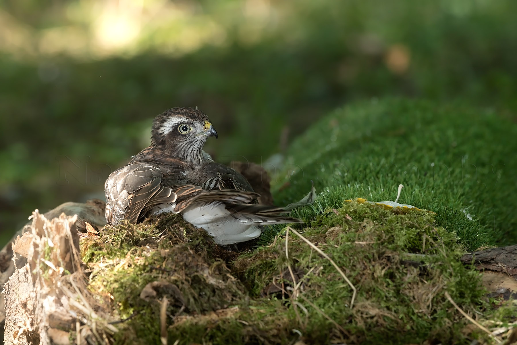 Young female Sparrowhawk...