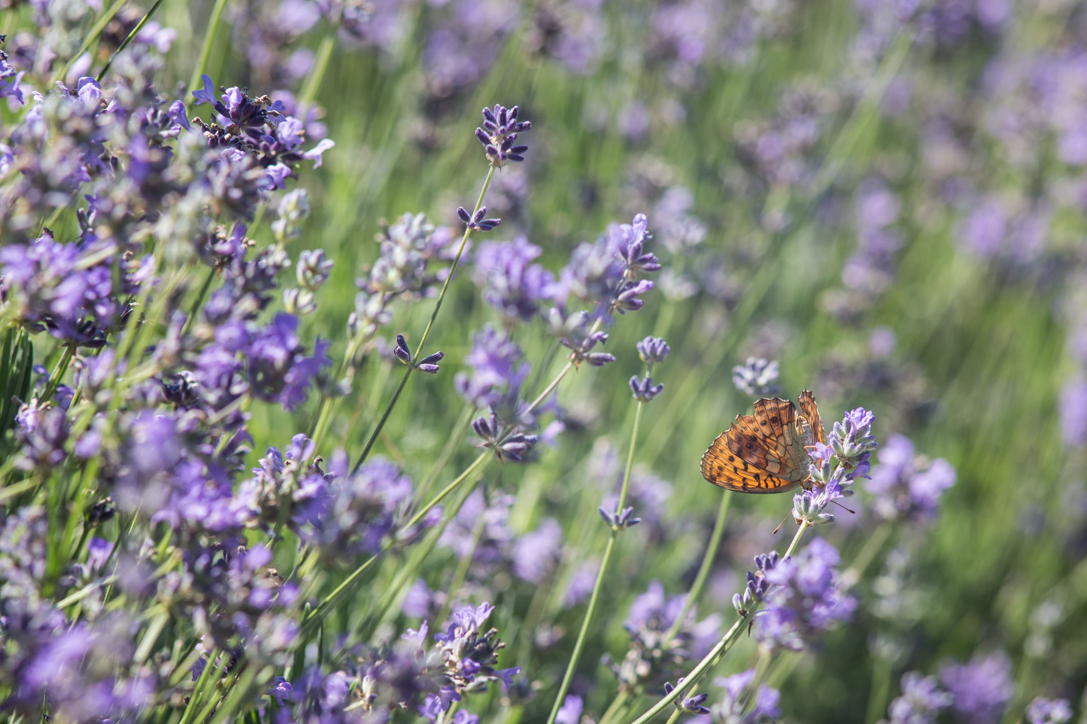 Lavanda in piemonte...