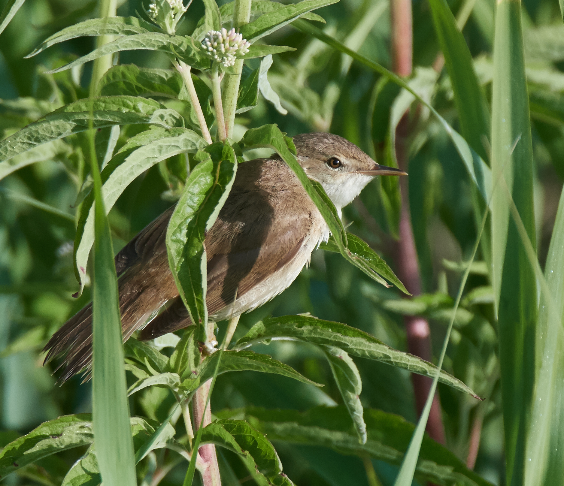 Sedge Warbler male...