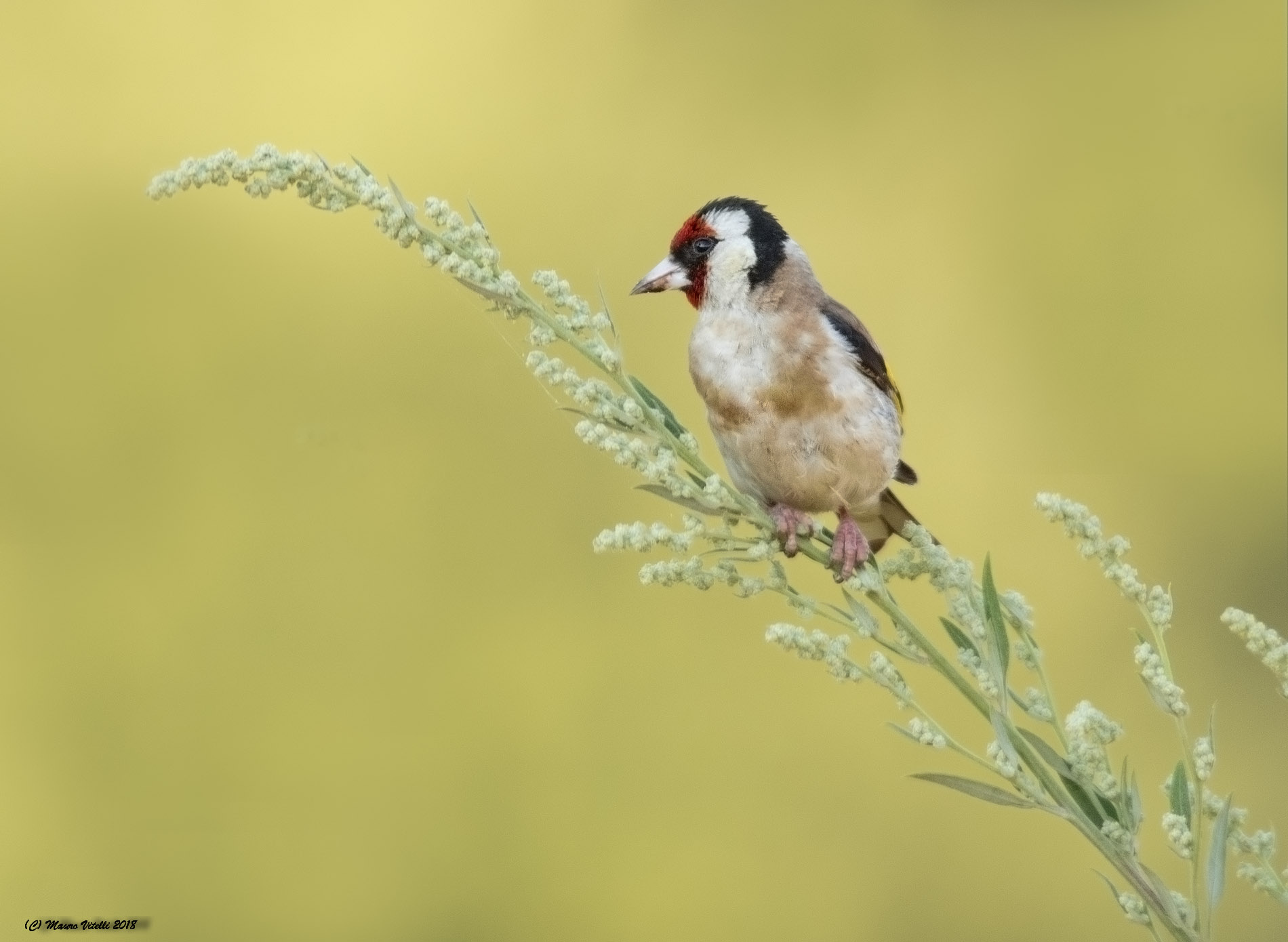 Goldfinch...