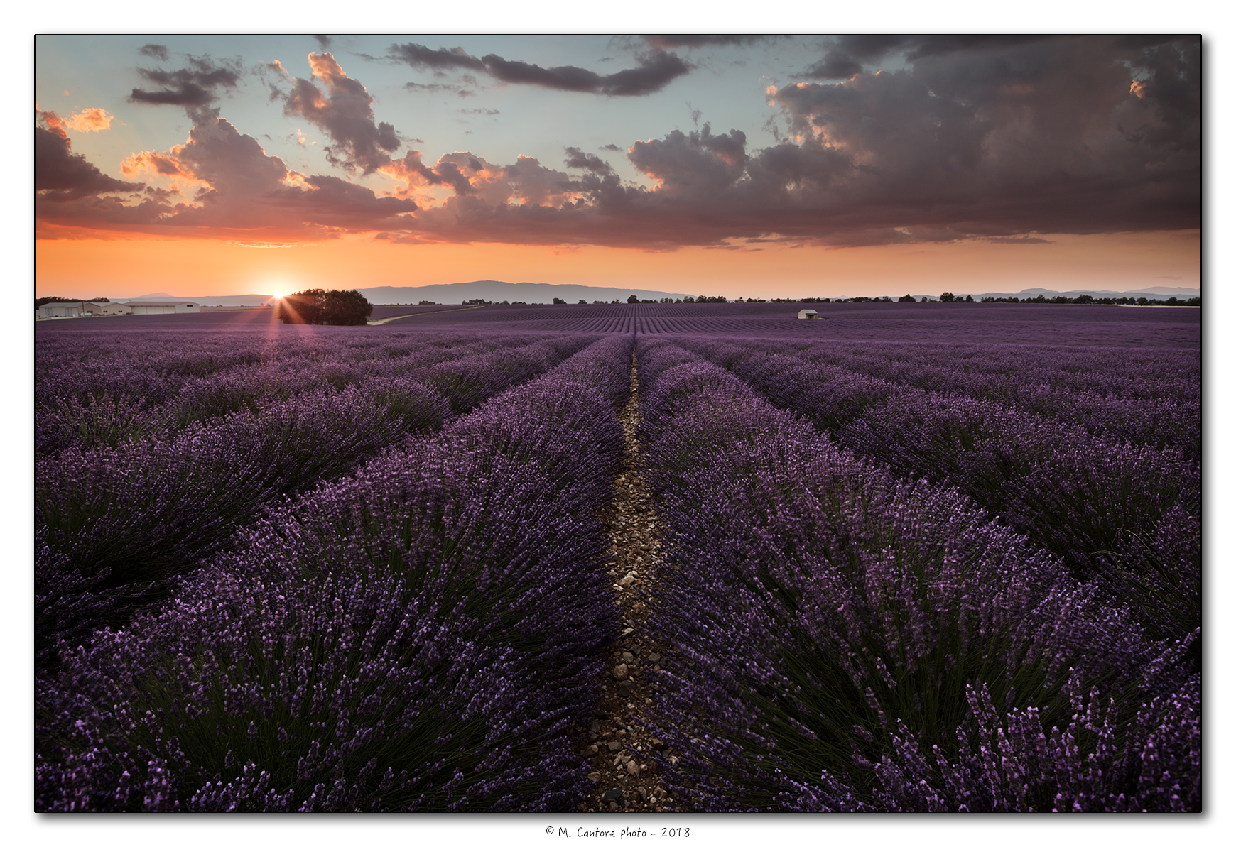 Sunset on Lavender Fields...