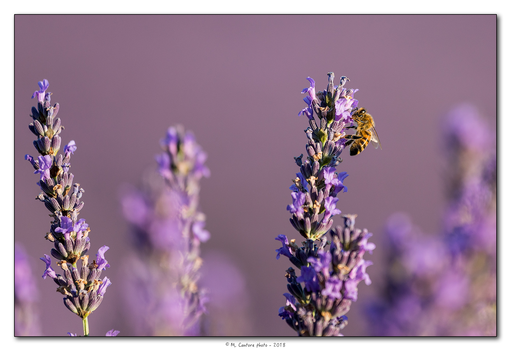 Bees and lavender, an indissoluble binomial...