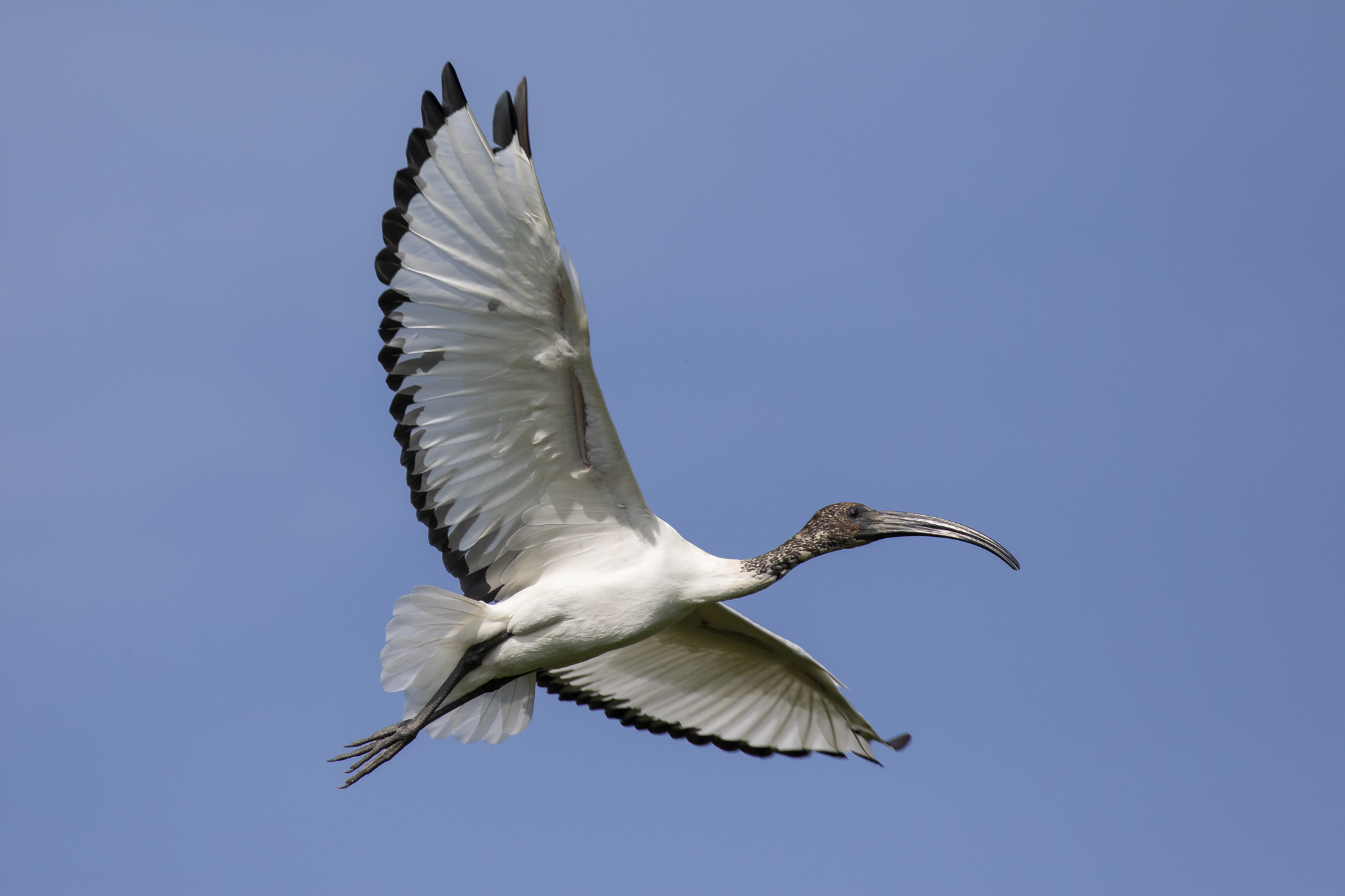 Sacred Ibis juv. In flight...
