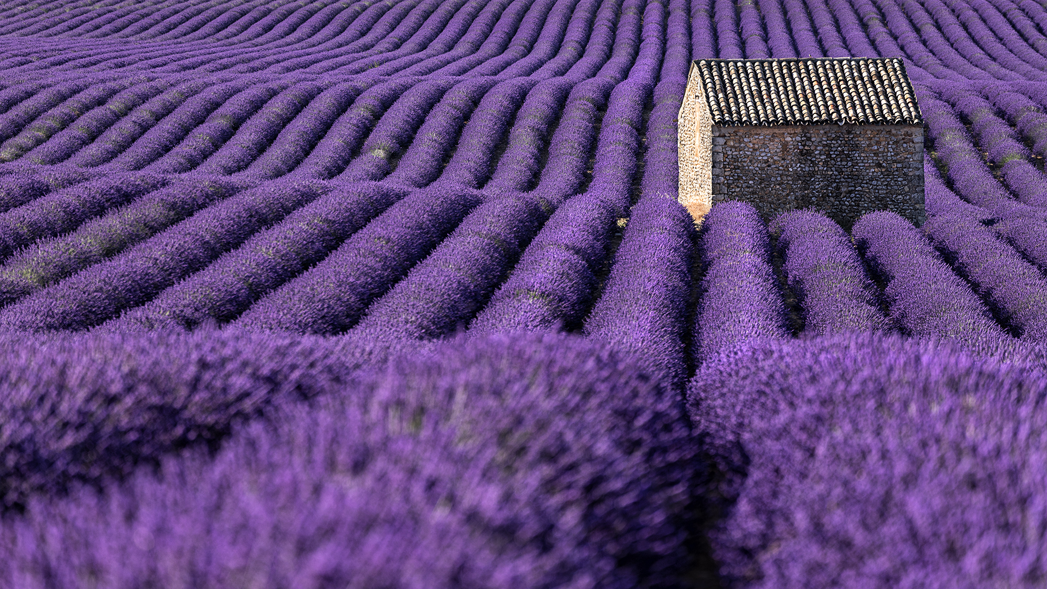 Lavender Time...