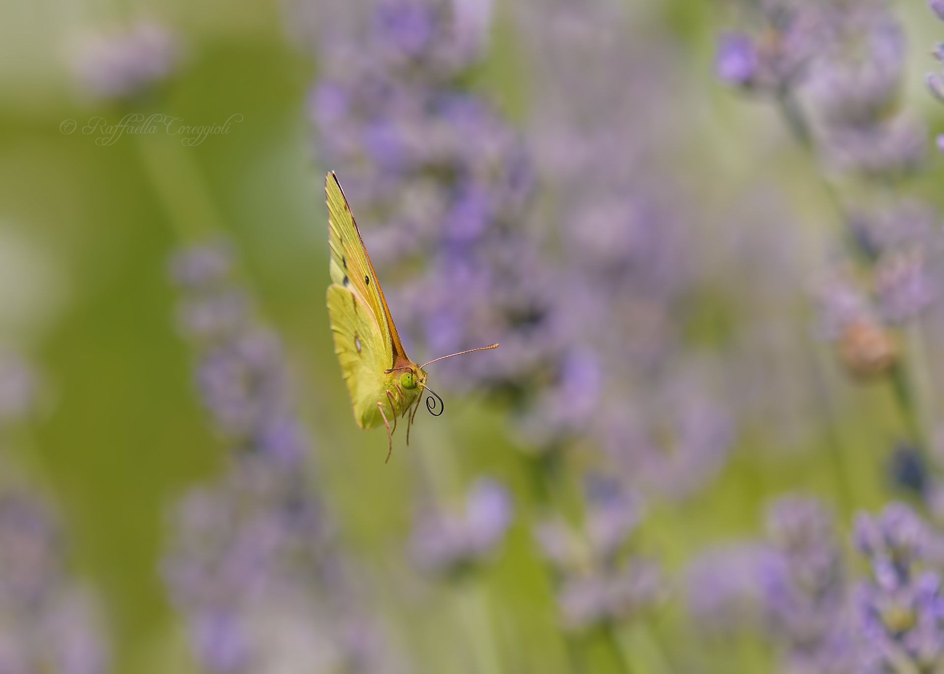 Colias crocea...