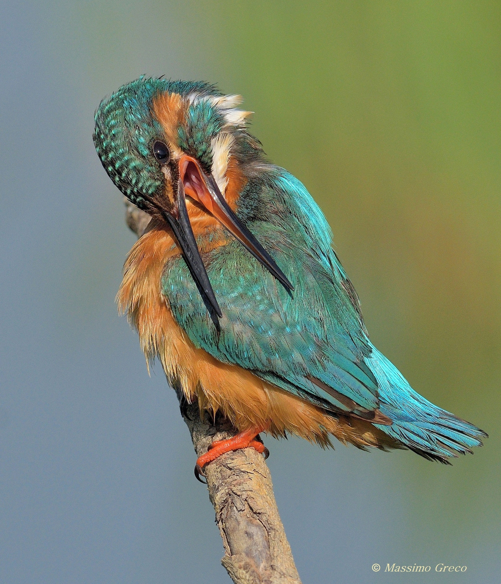Portrait of Kingfisher...
