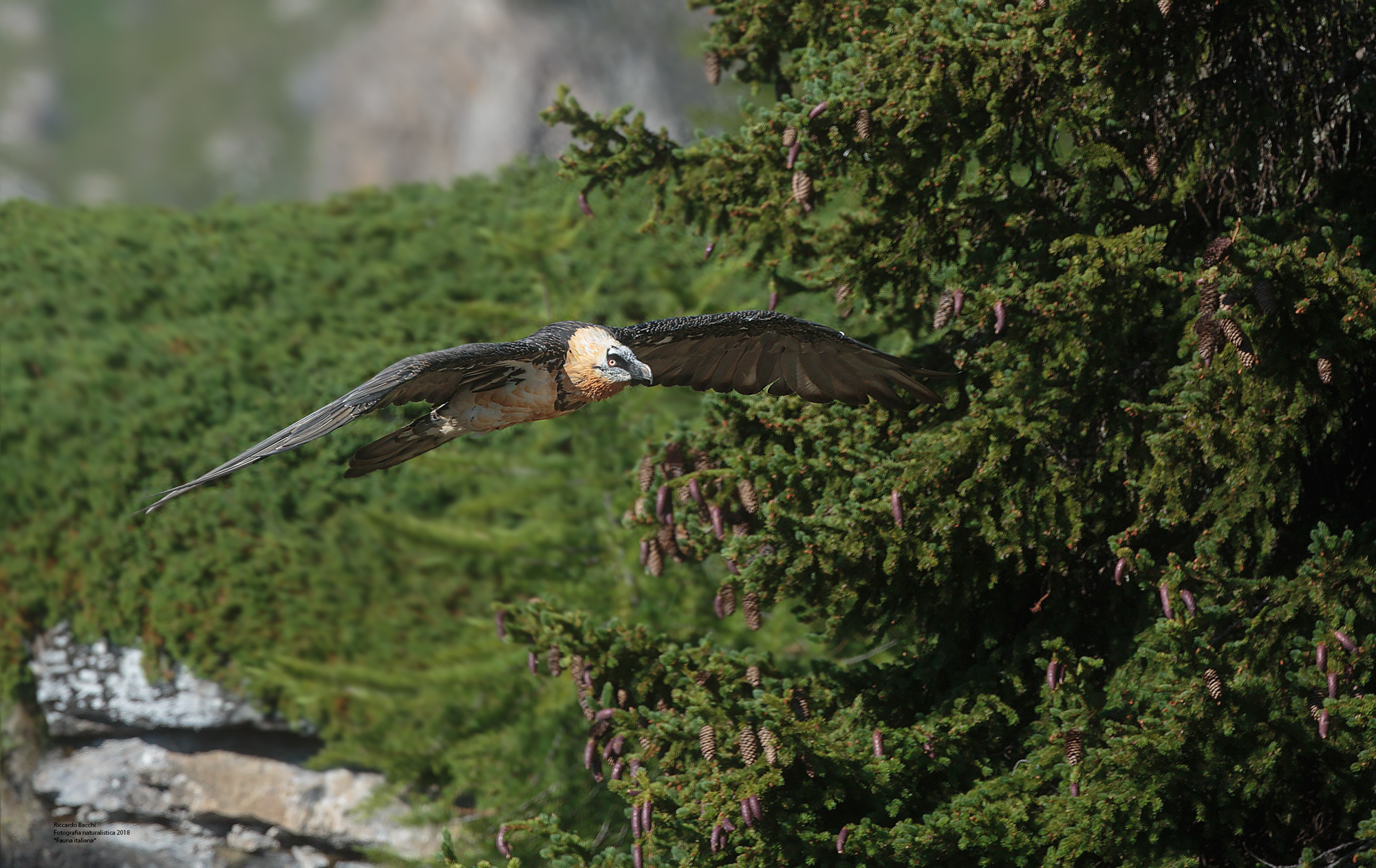 Mughi and larches-bearded Vulture...