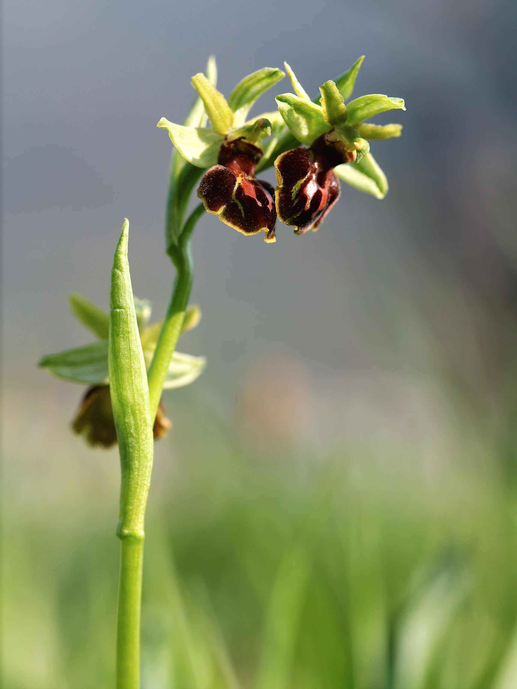 Ophrys Sphegodes...