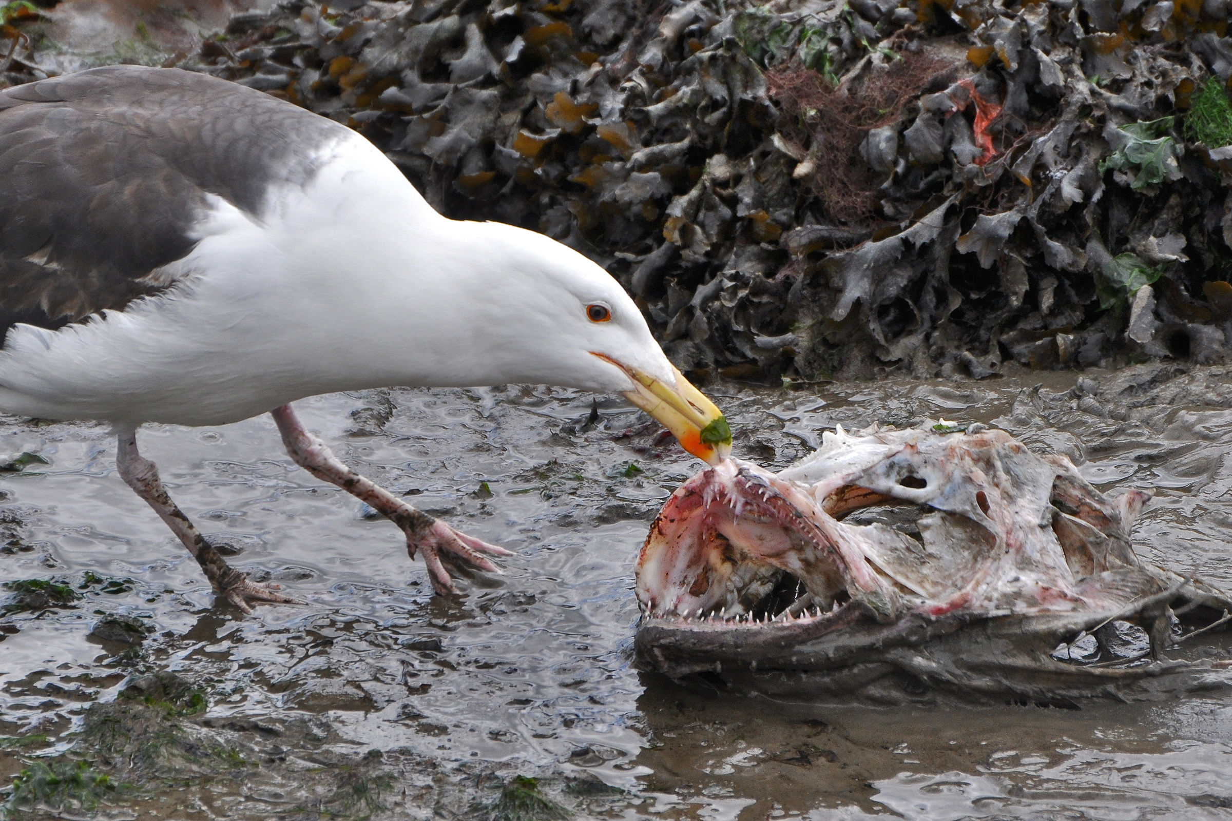 The seagull and the monkfish...