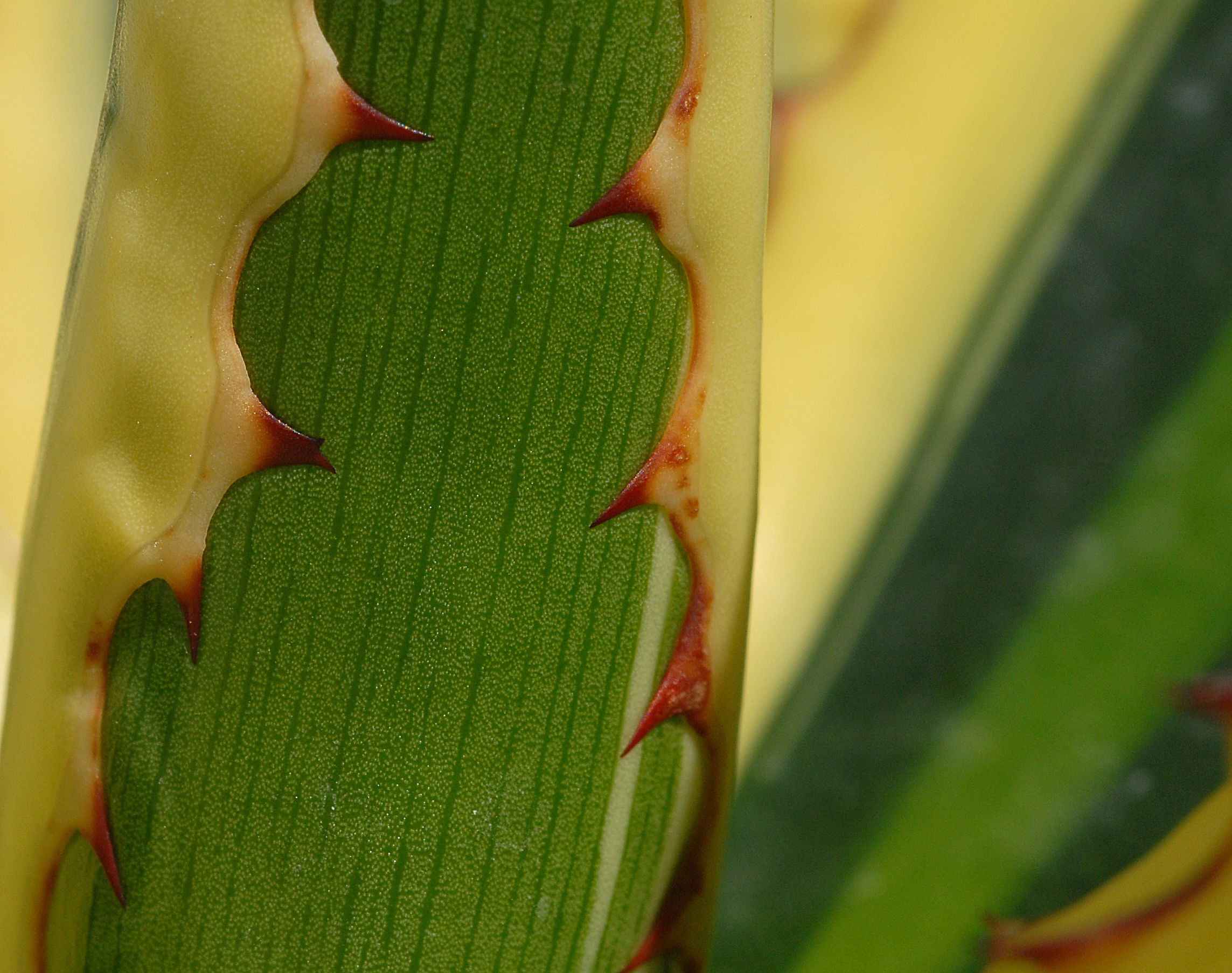 Agave sp....