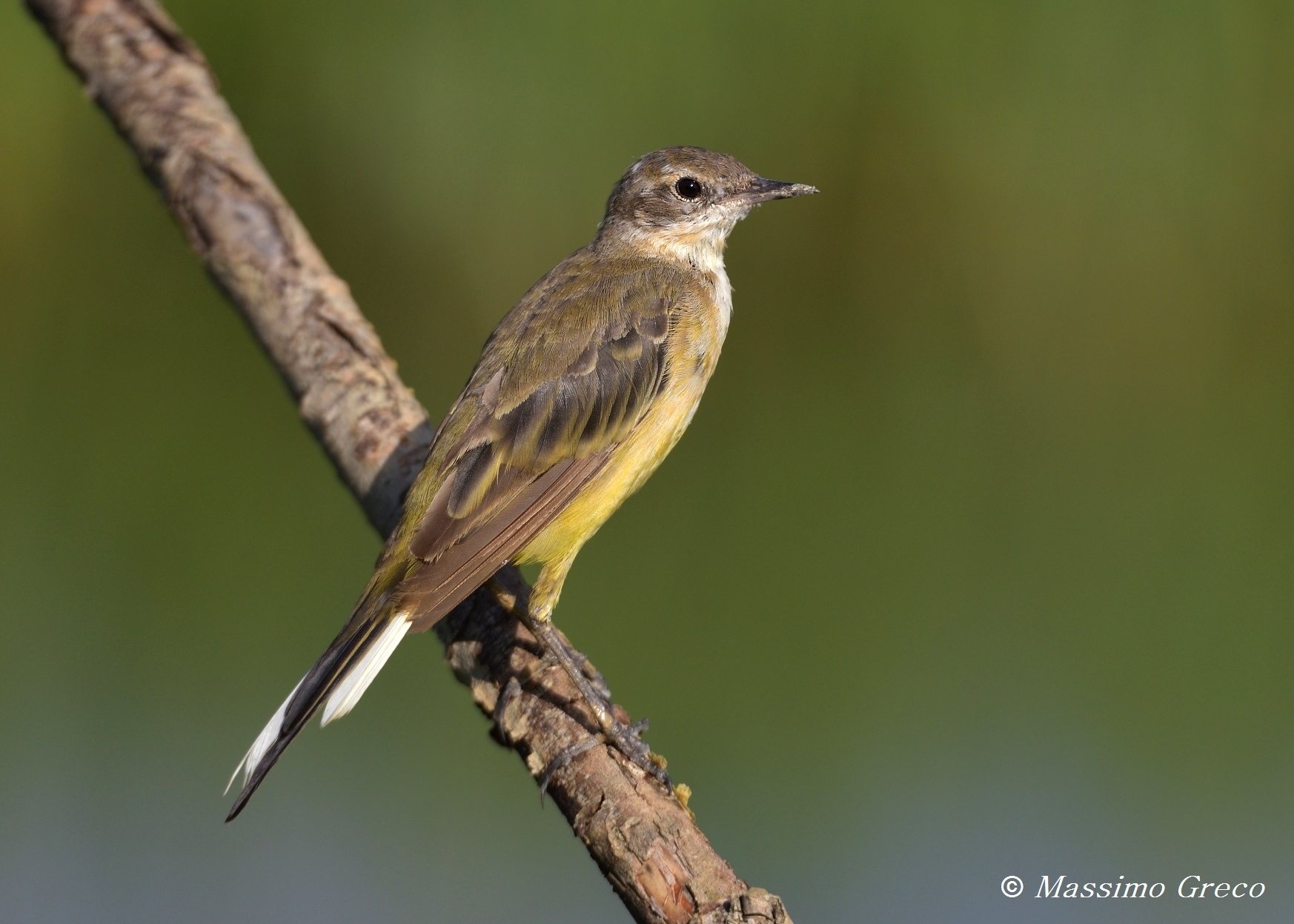 Cutrettola (Motacilla flava)...