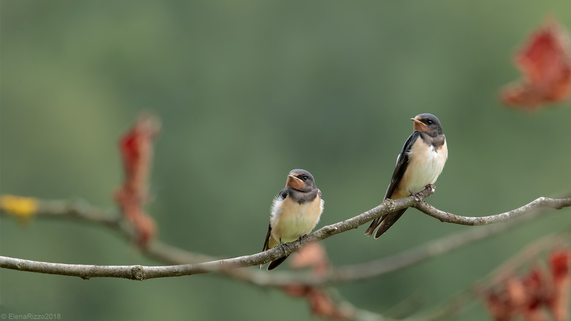 Young Swallows...
