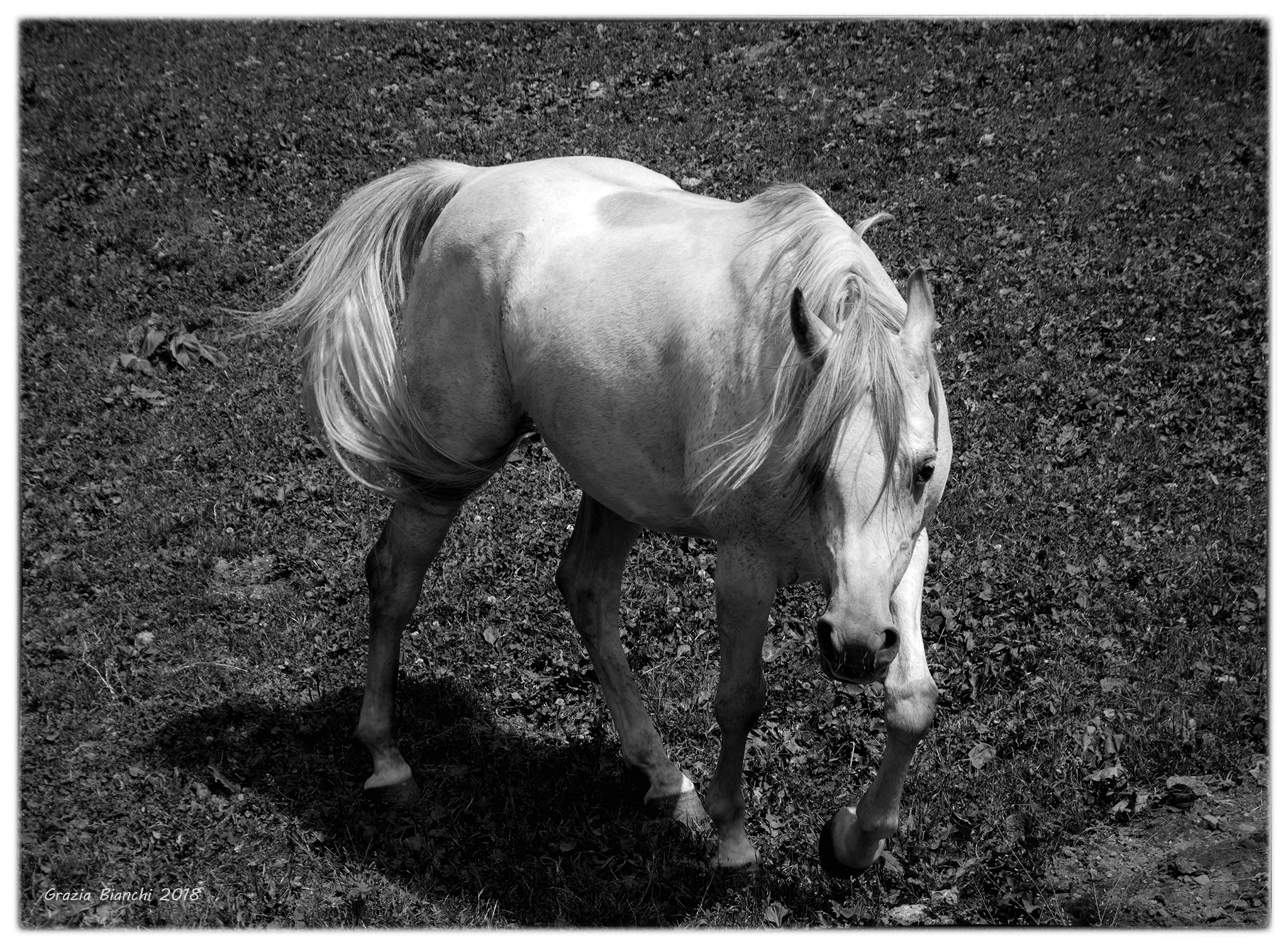 Horse at revers Val d'aosta...