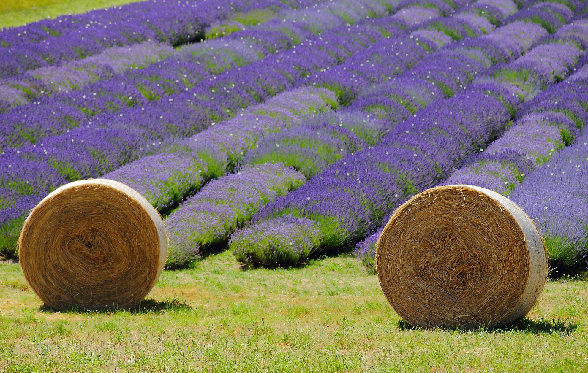 Between Hay and Lavender...