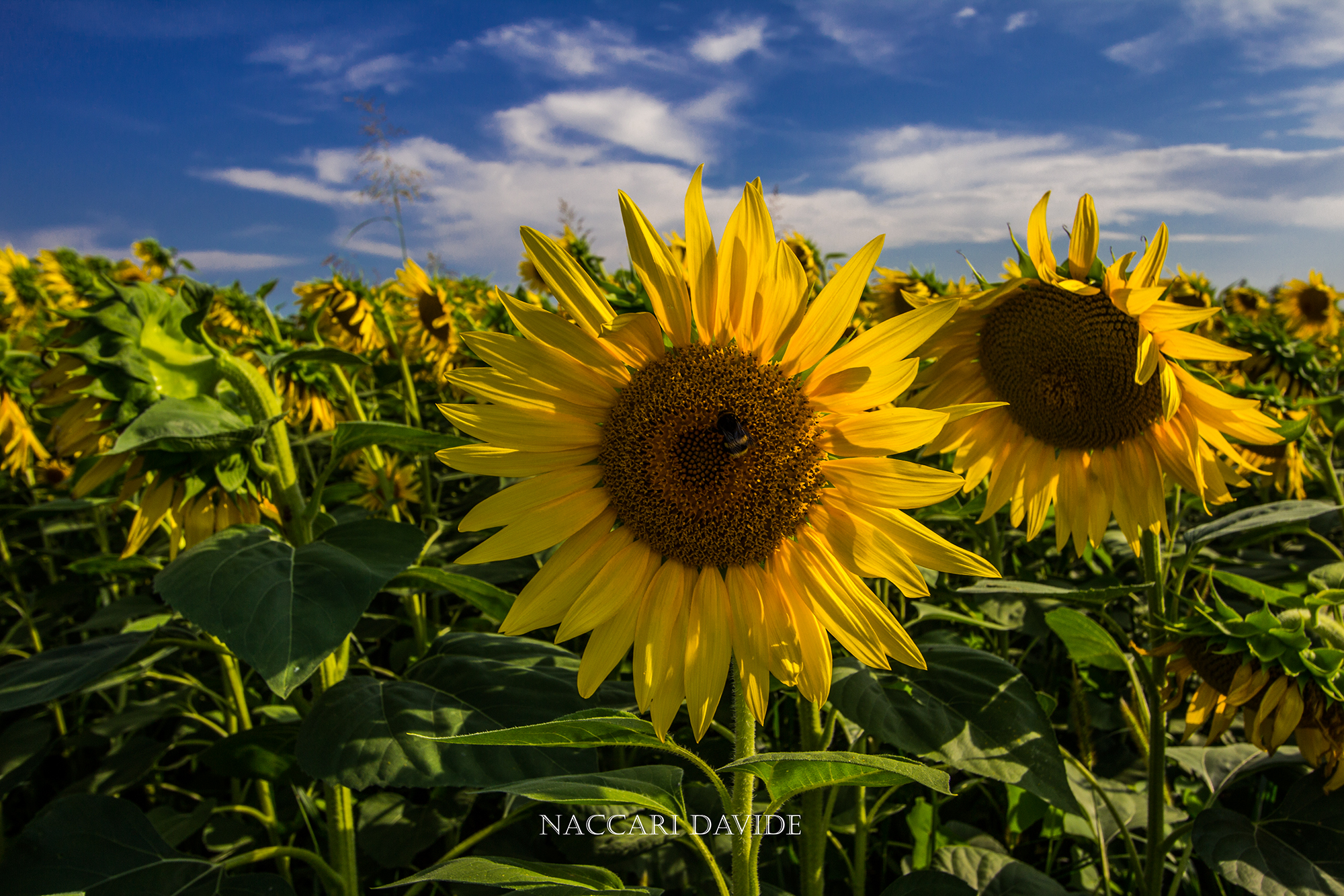 Last sunflowers before Tuscany...