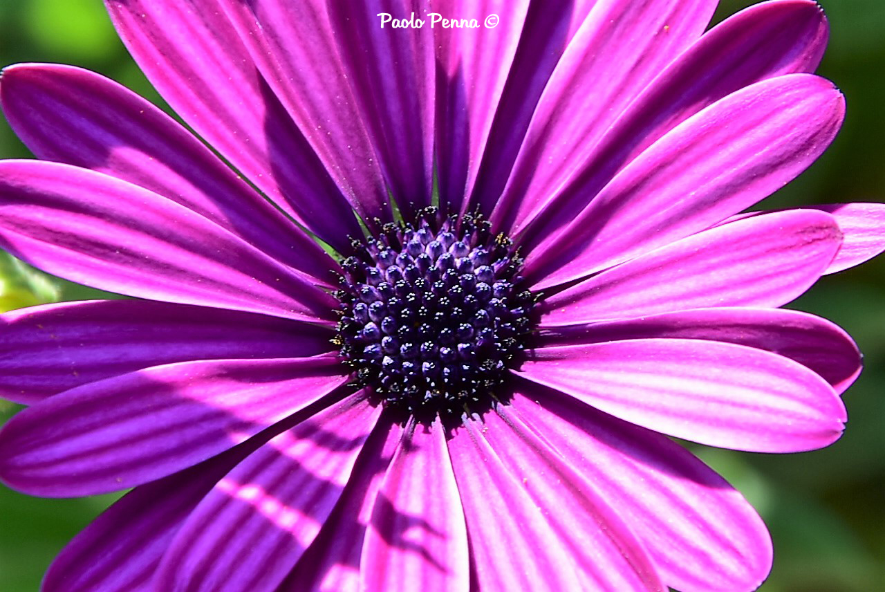 Purple flower...