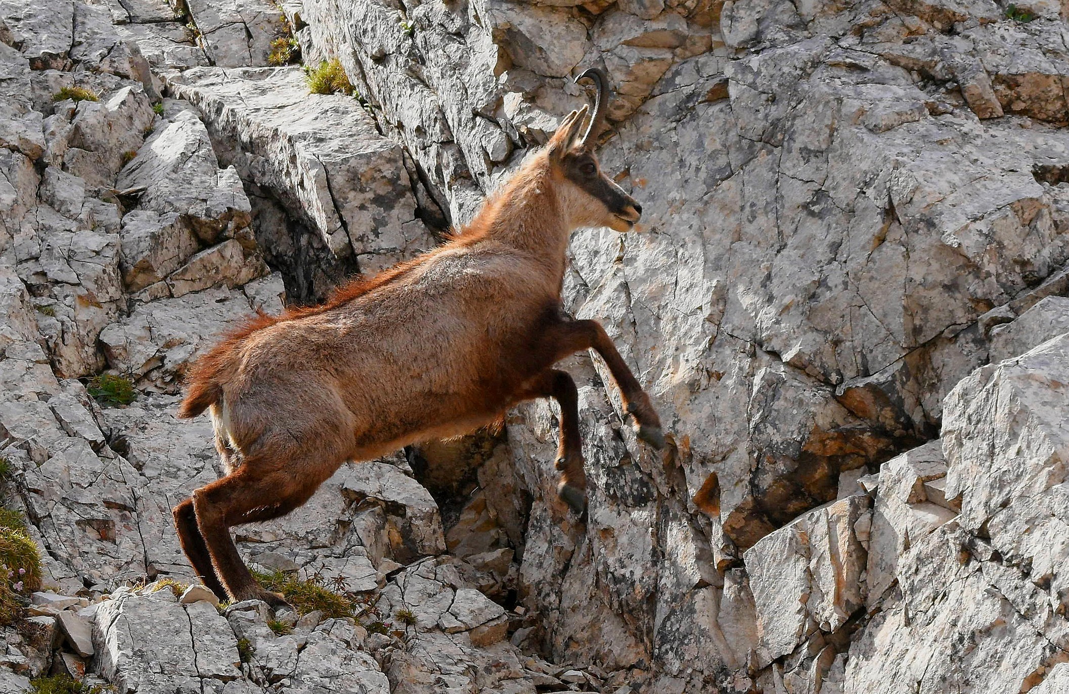 Alpine Chamois...