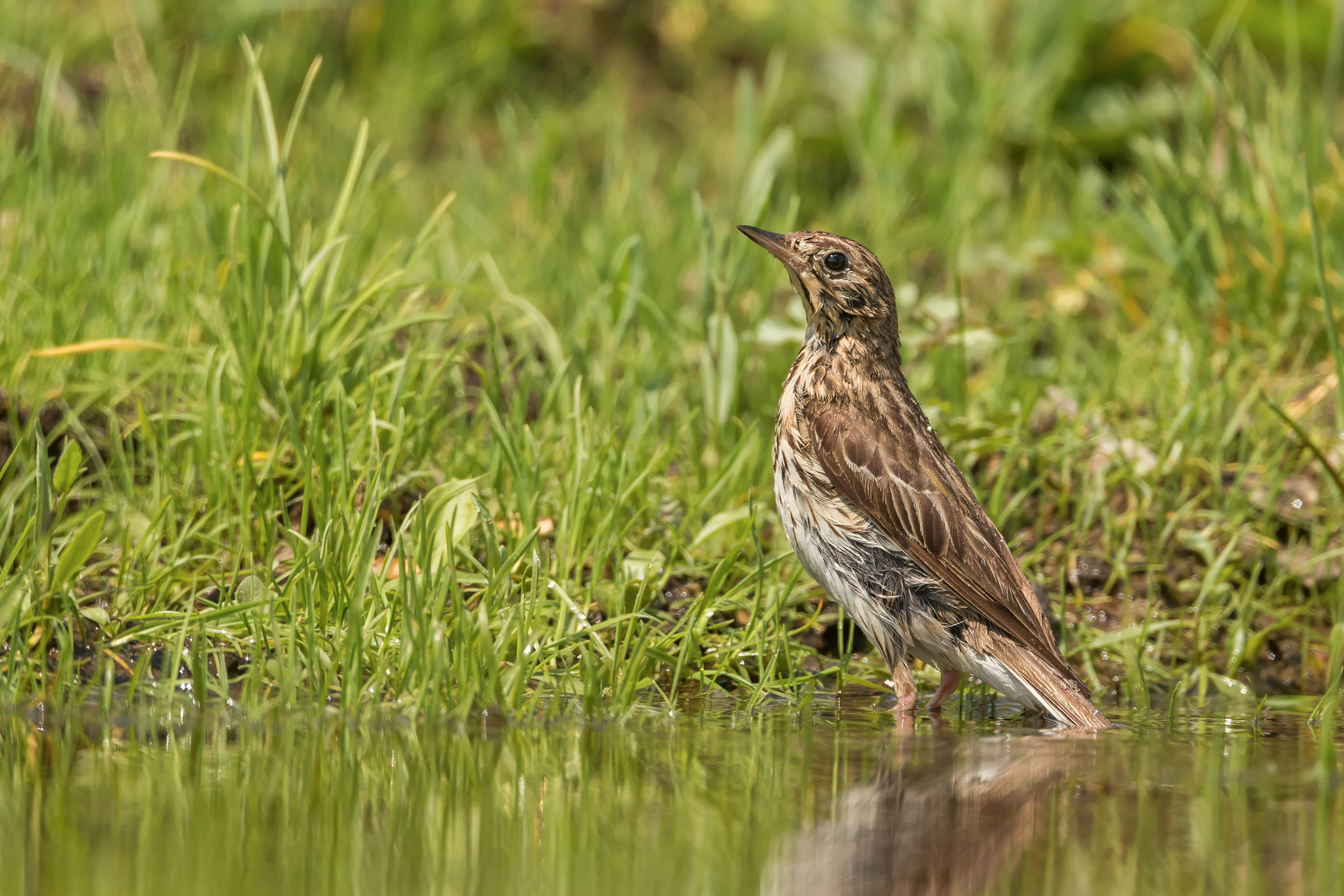 The bath of the tree Pipit...