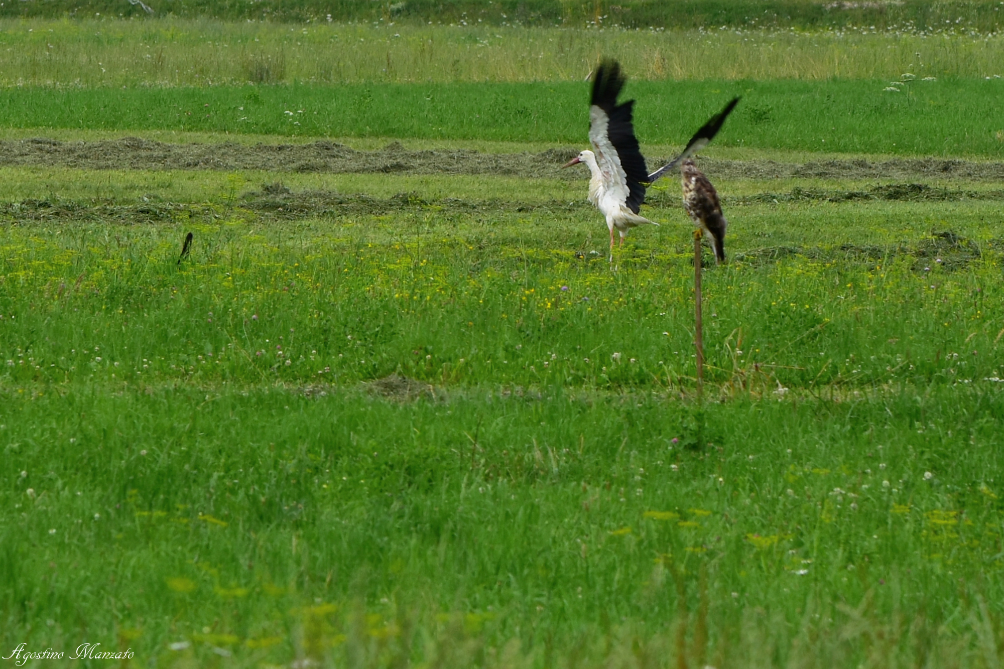 Cat tends to ambush the stork observed by the Hawk...