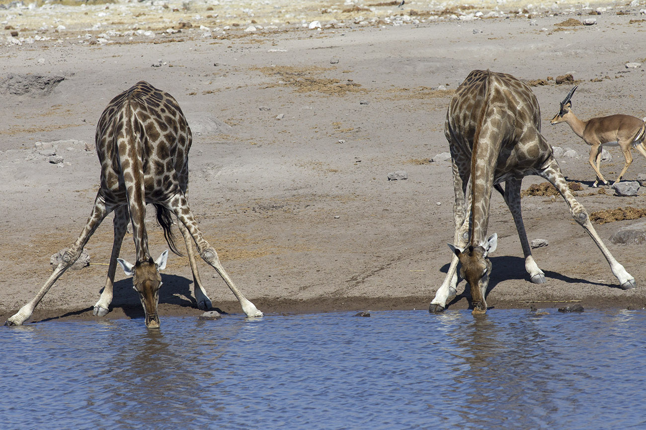 The giraffes at the Puddle 2...