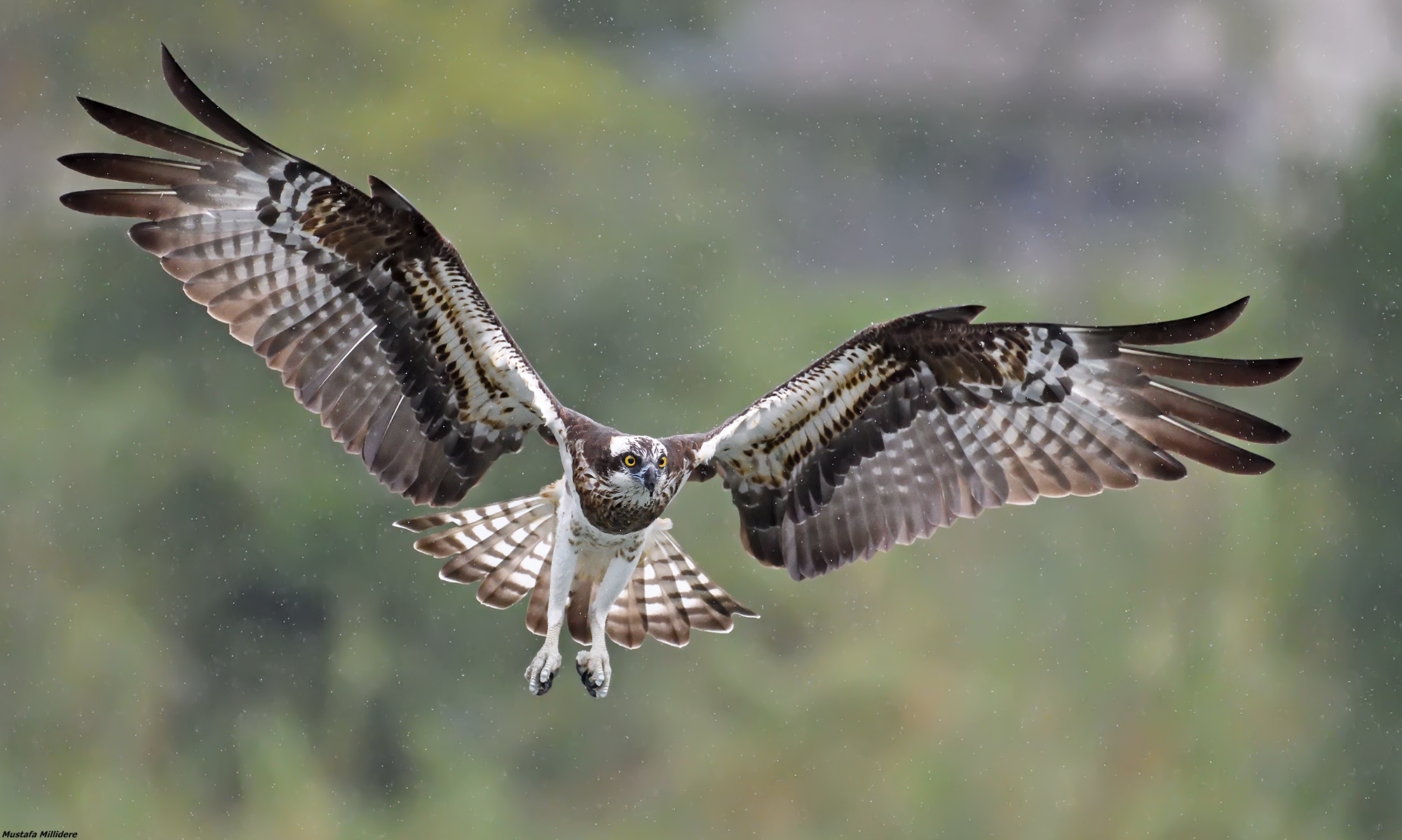 Osprey......