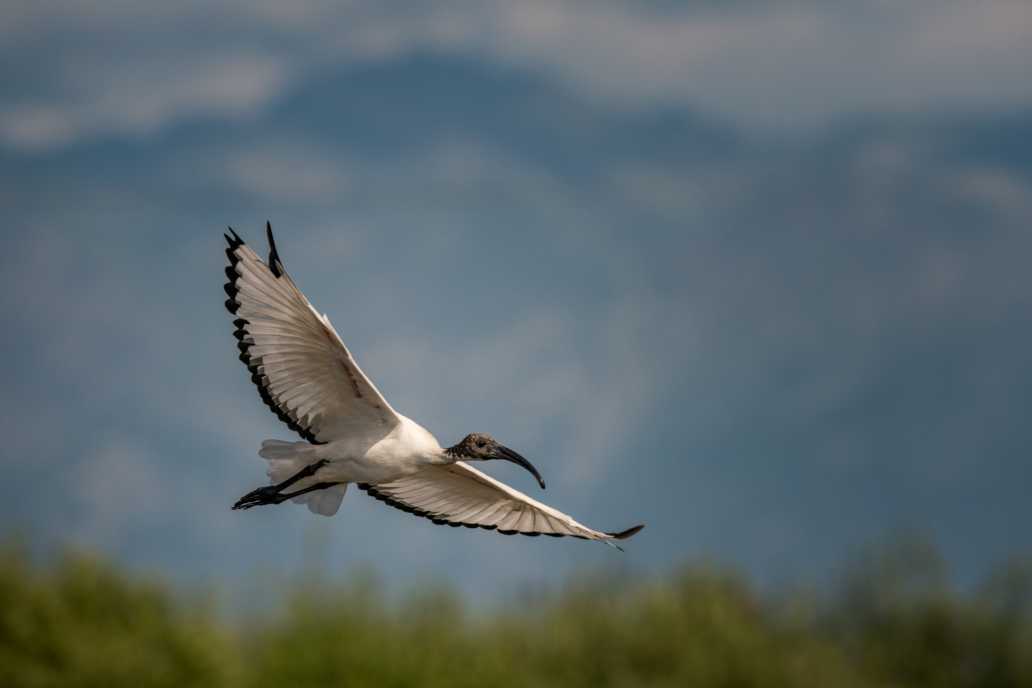 Sacred Ibis...