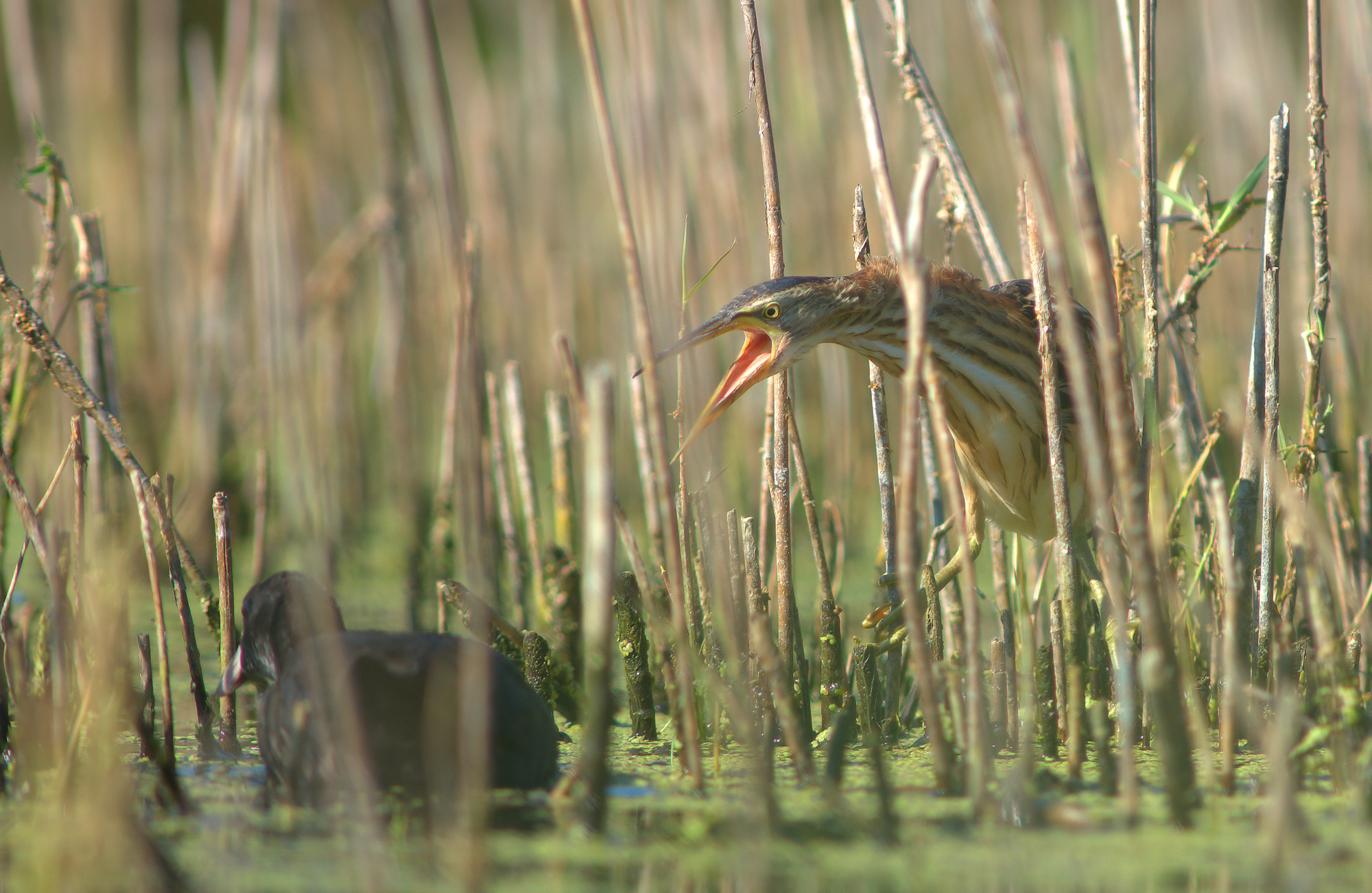 Little Bittern...