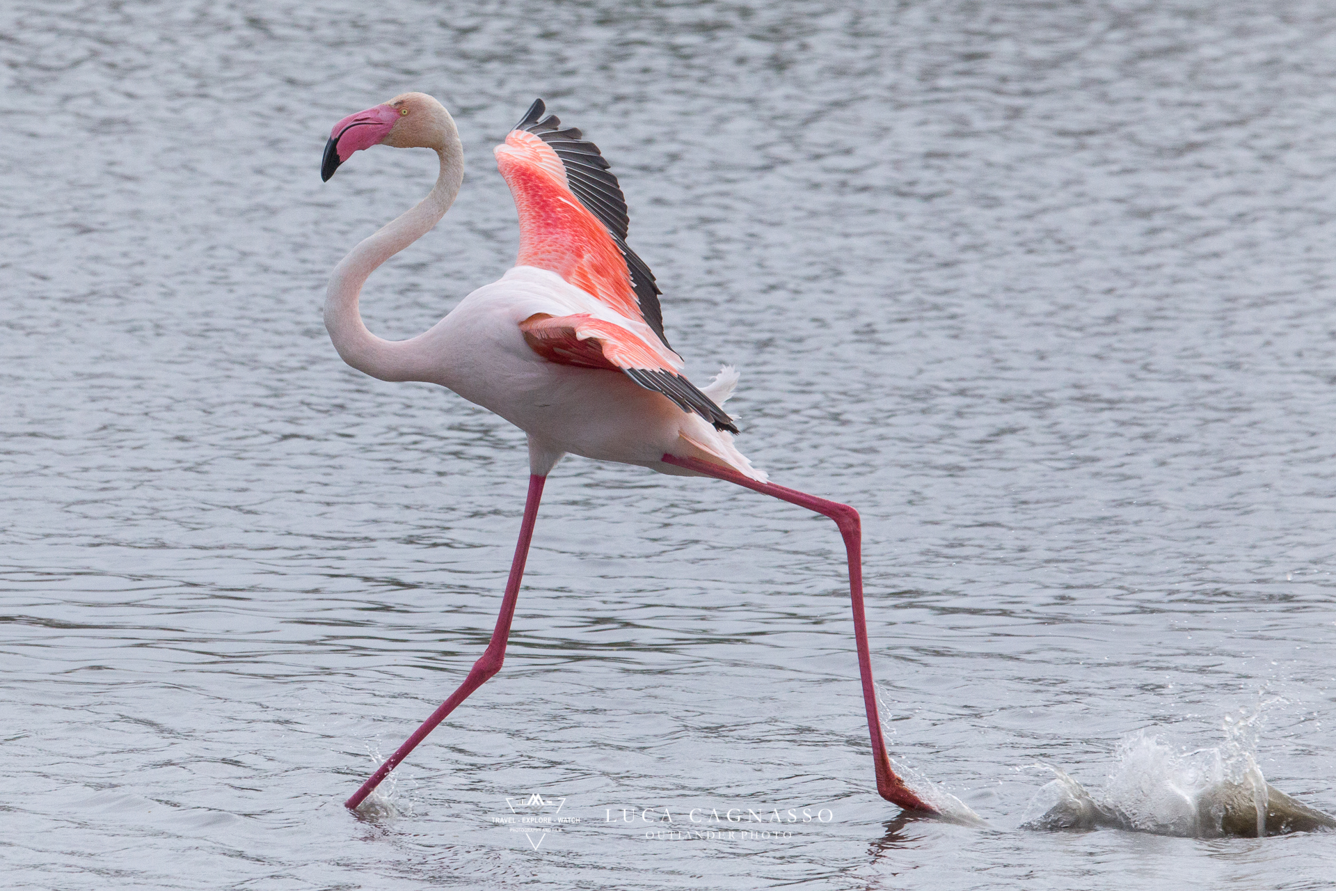 Flamingo-01...