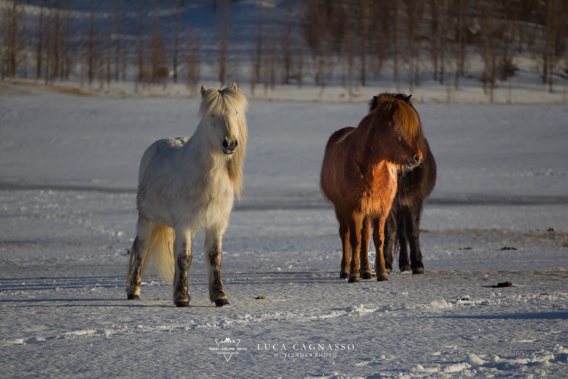 Iceland horse - 05...