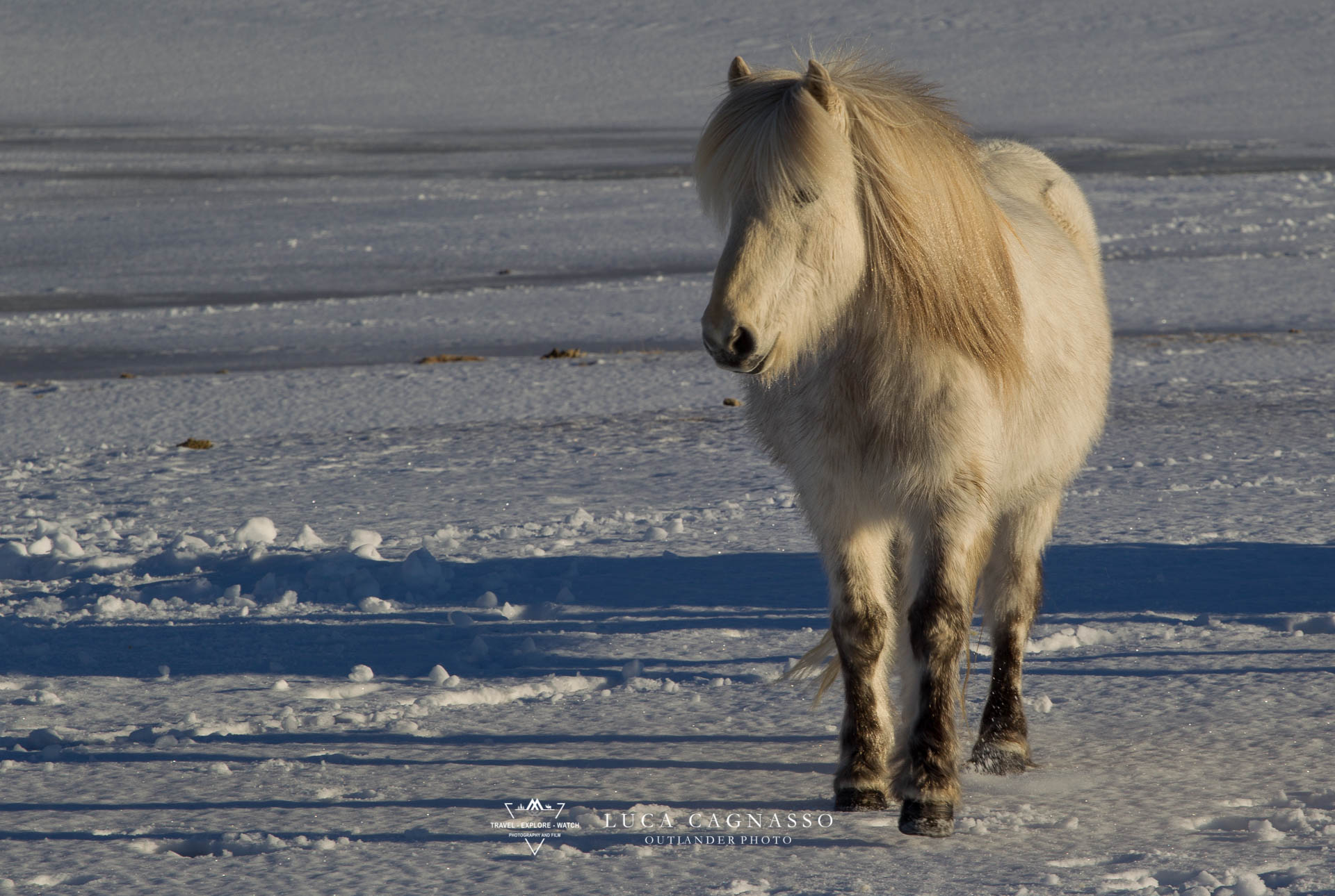 Iceland horse - 08...