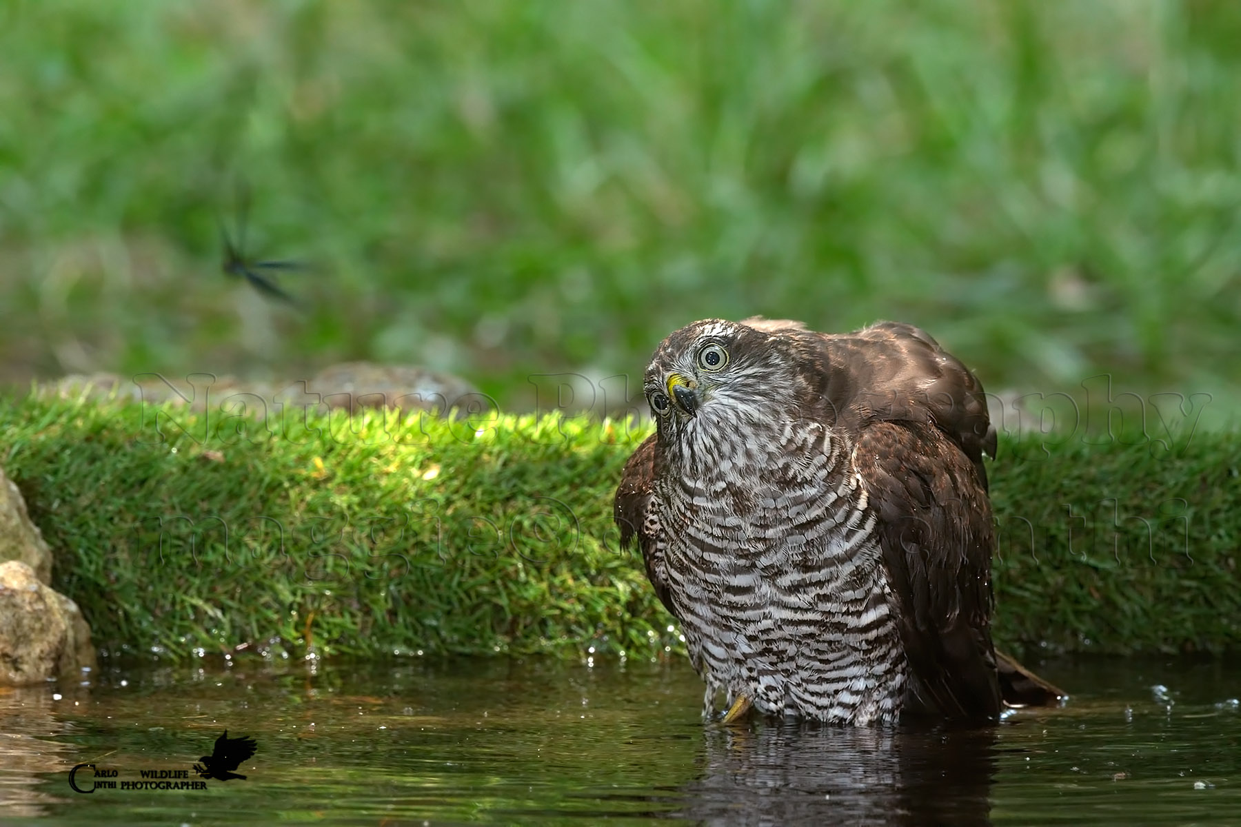 The Sparviere and the damsel....
