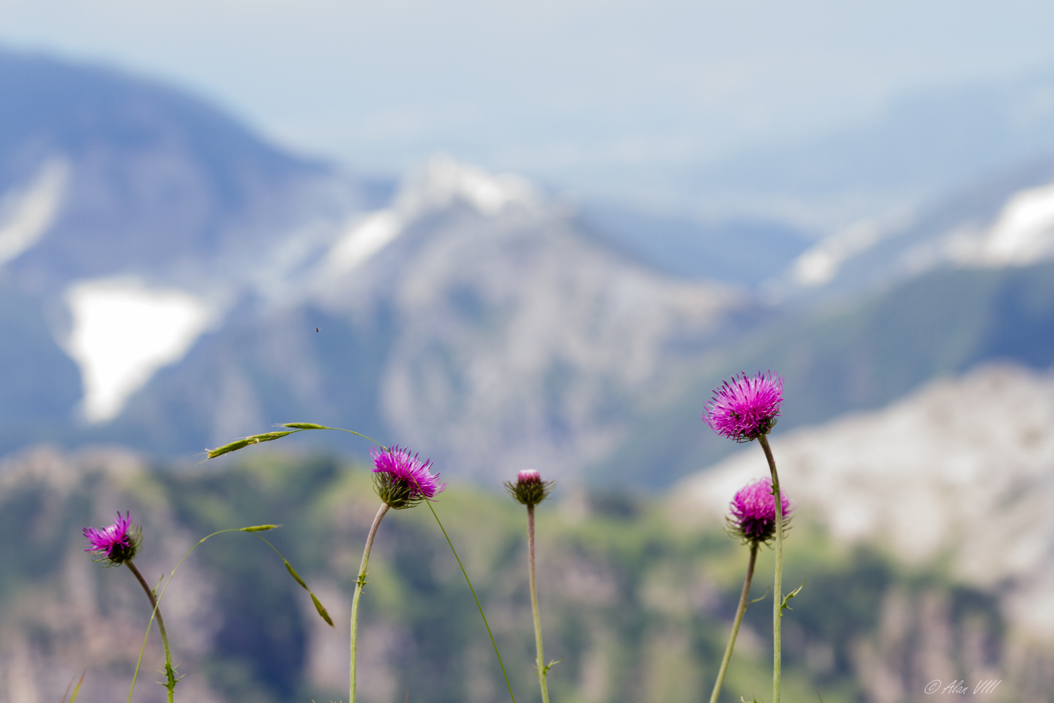 Mountain Flowers...