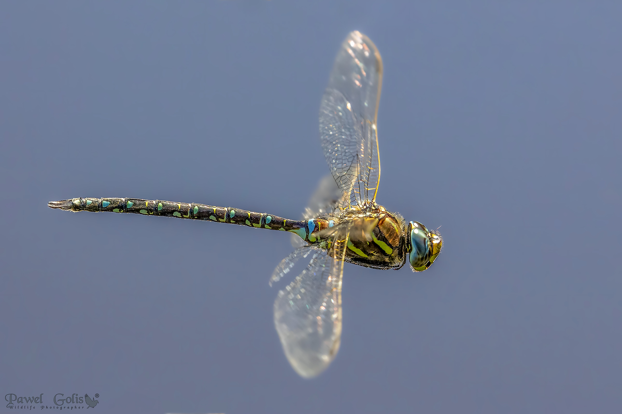 Migrant hawker (Aeshna mixta) in fly...