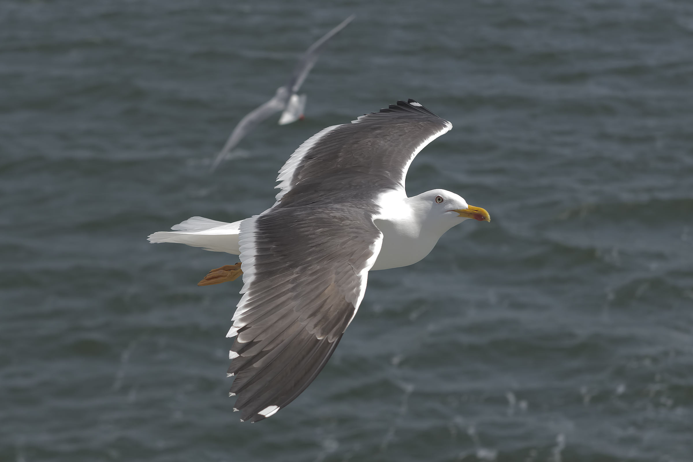 Royal Seagull - Yellow-legged Gull...