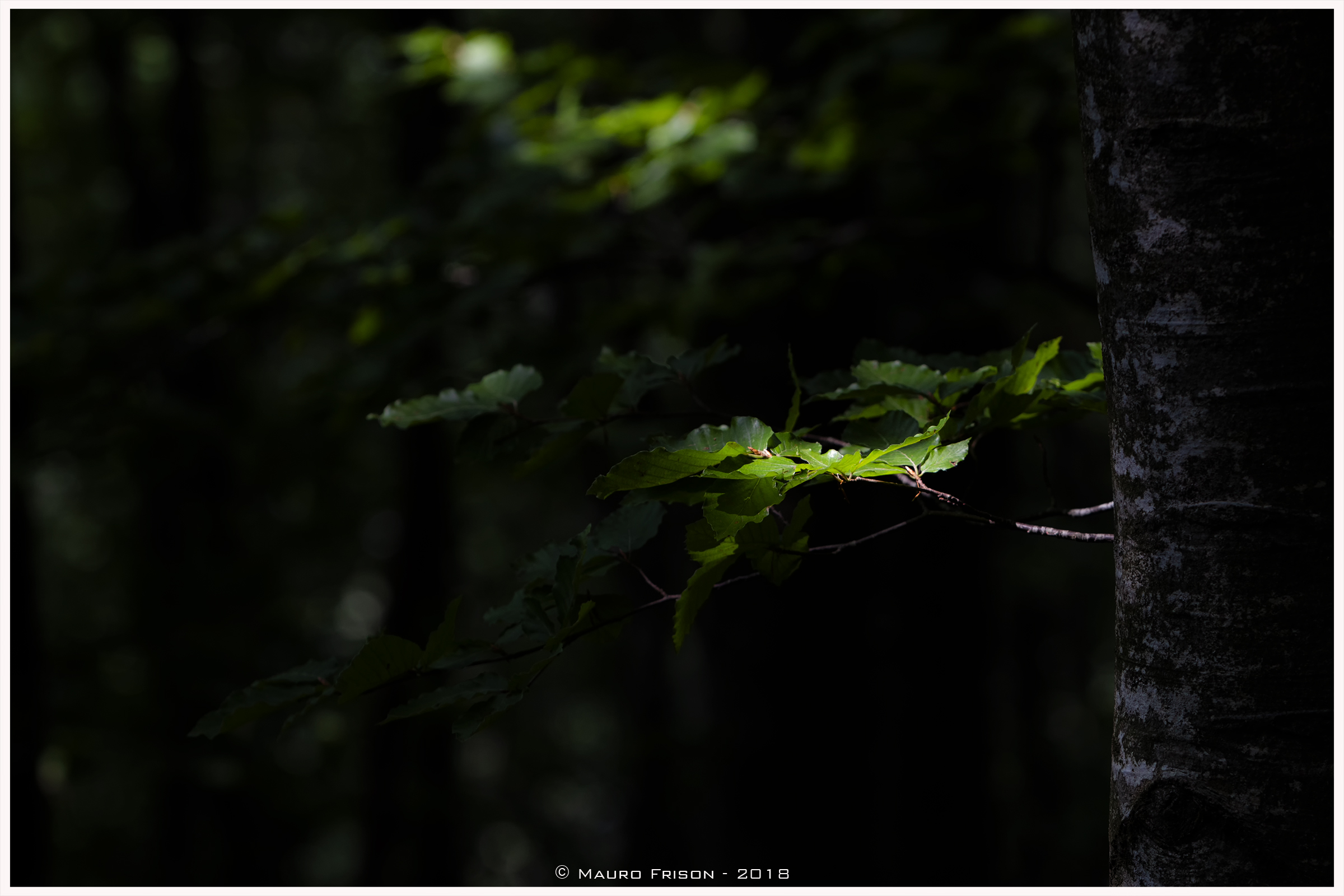 A ray of light in the beech forest...