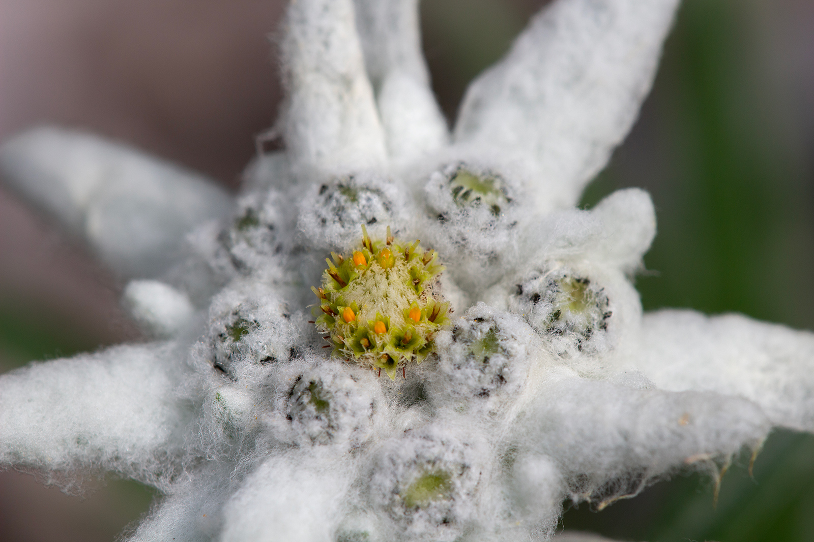 Edelweiss Flowering (detail)...