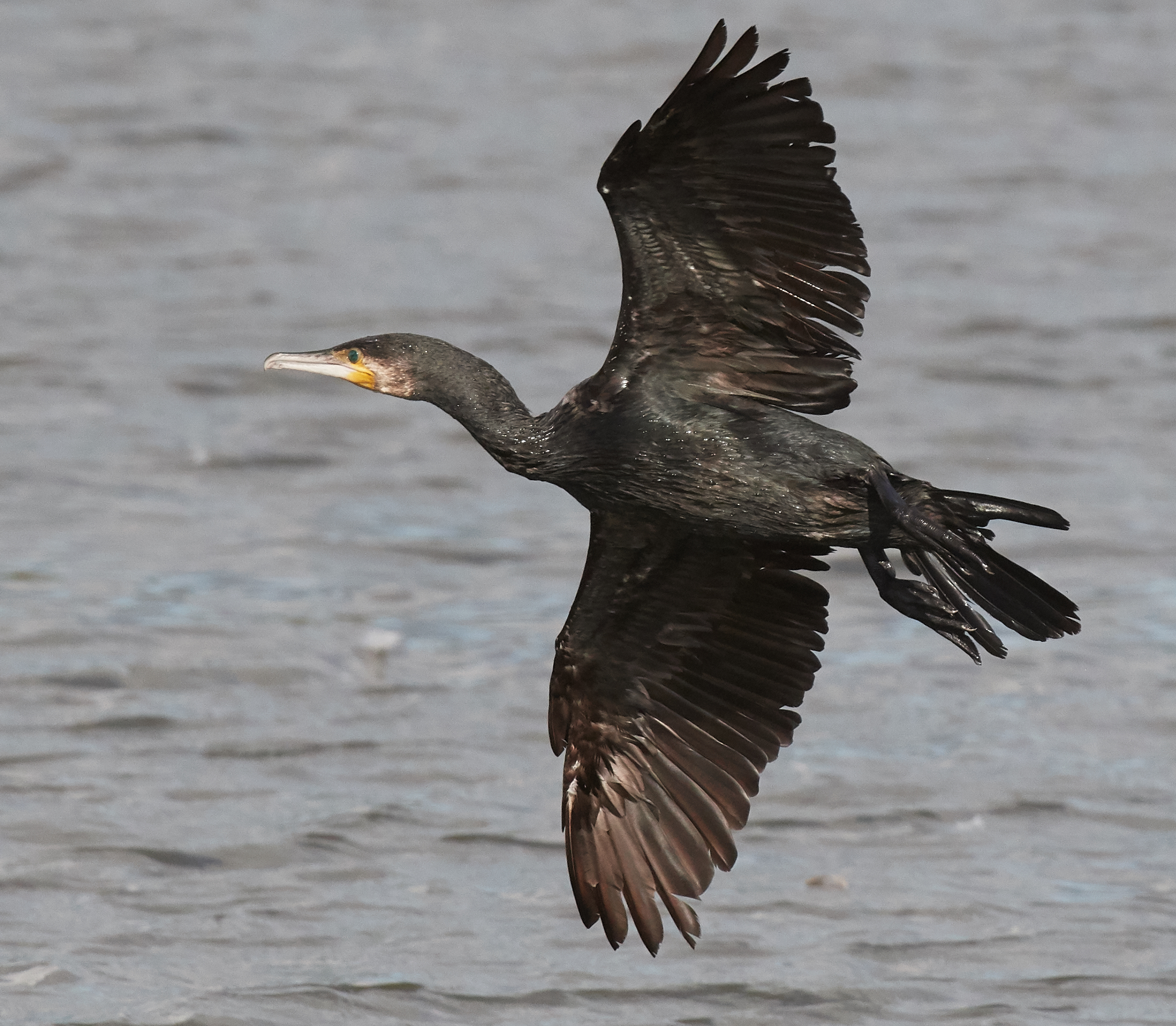 Cormorant...