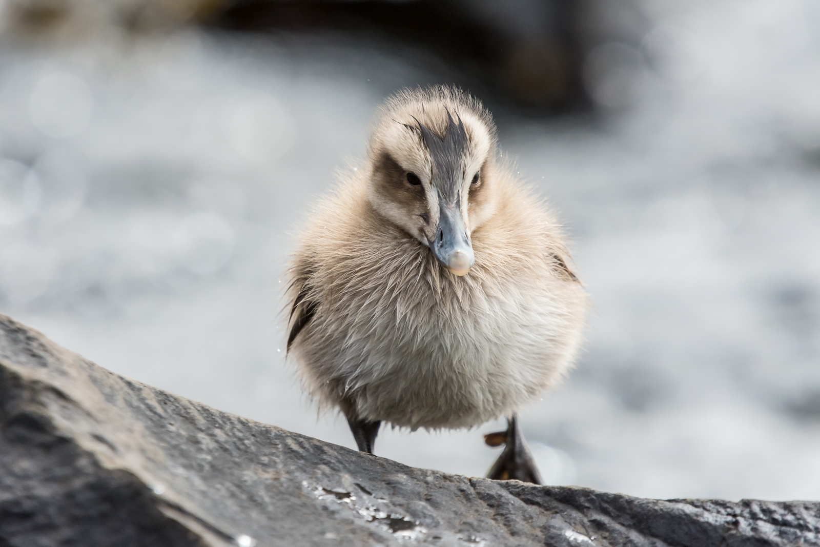 Eider's Pullo...