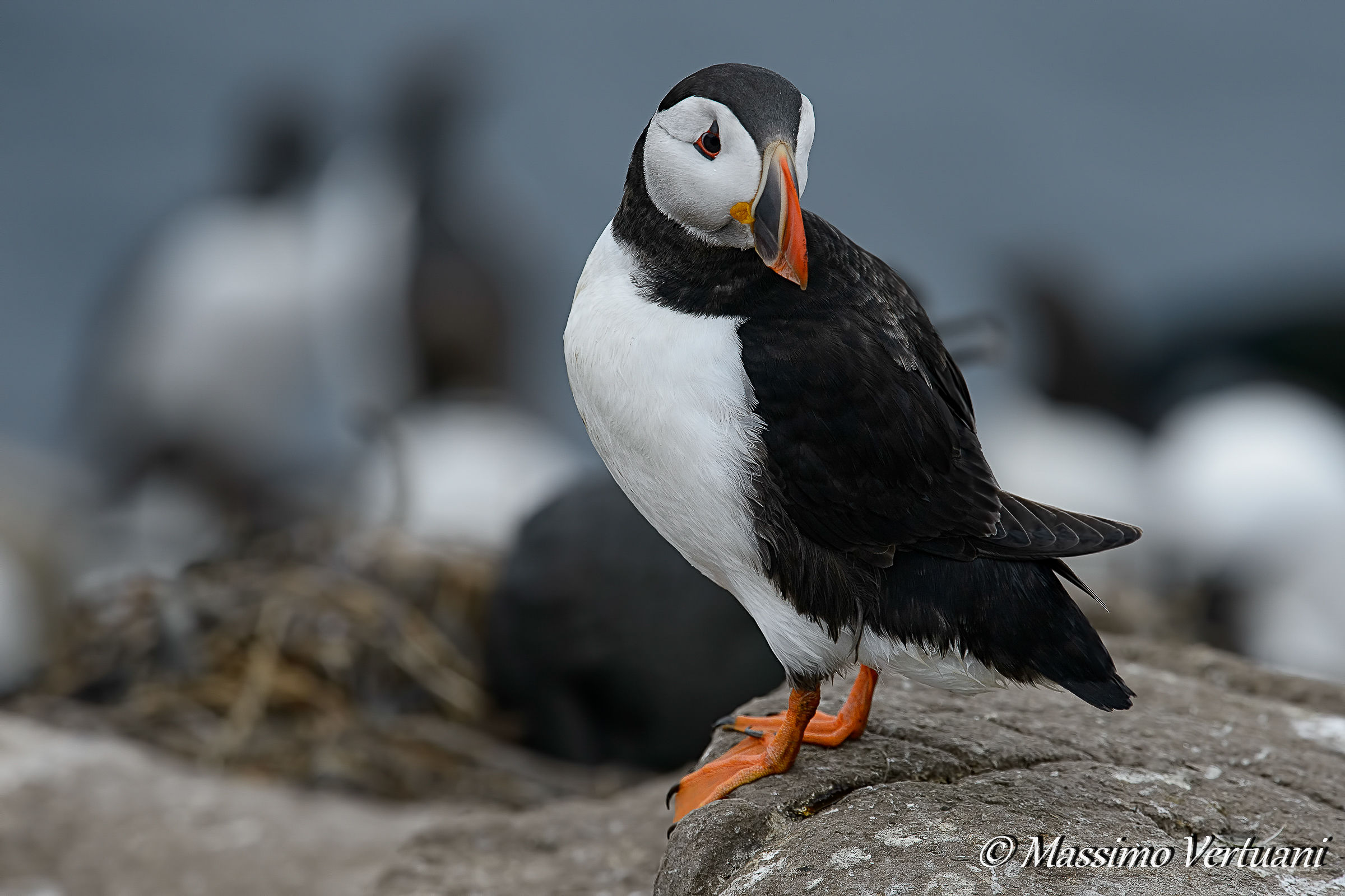 Puffin of the Sea...