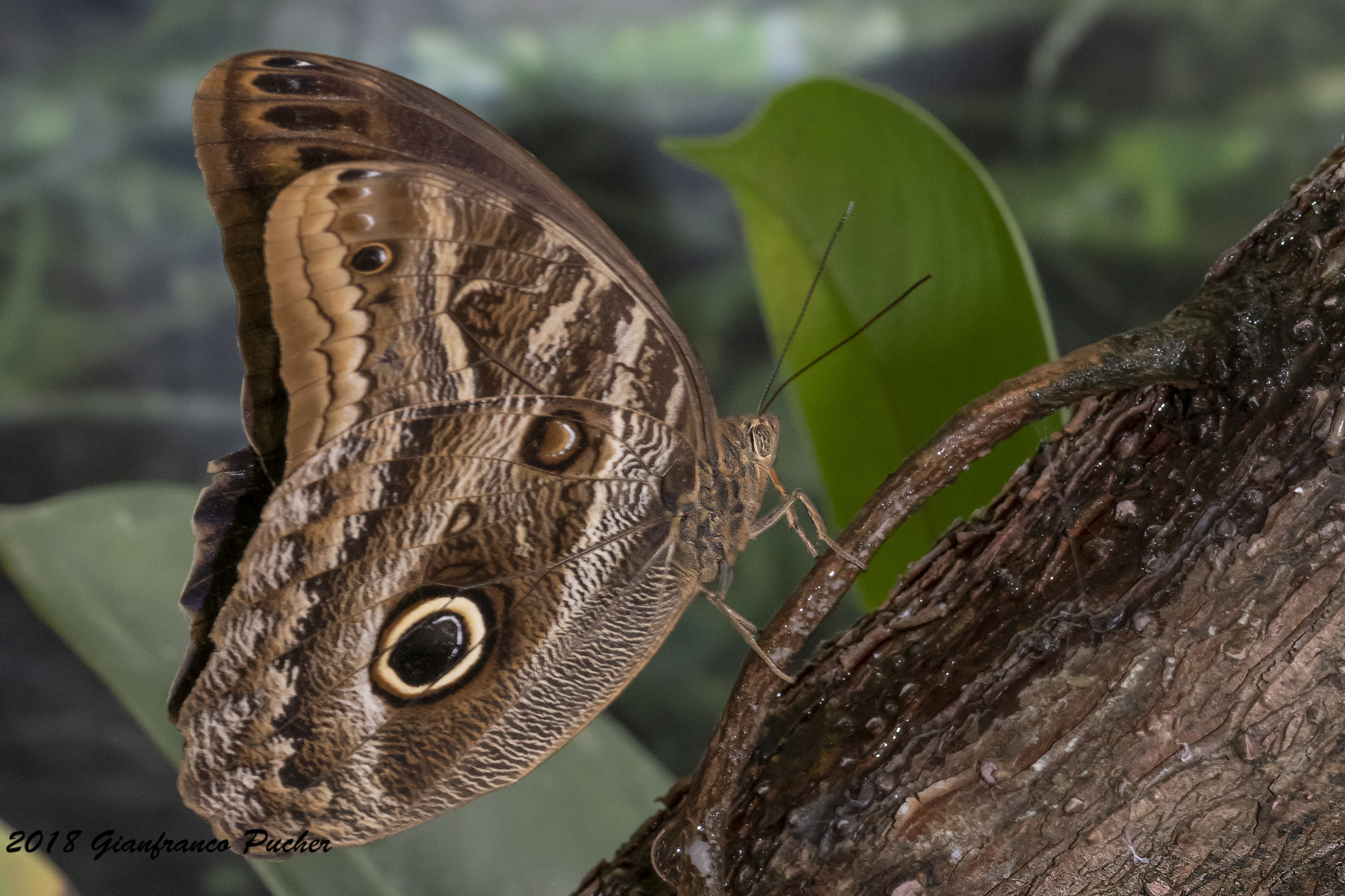 Caligo eurilochus...