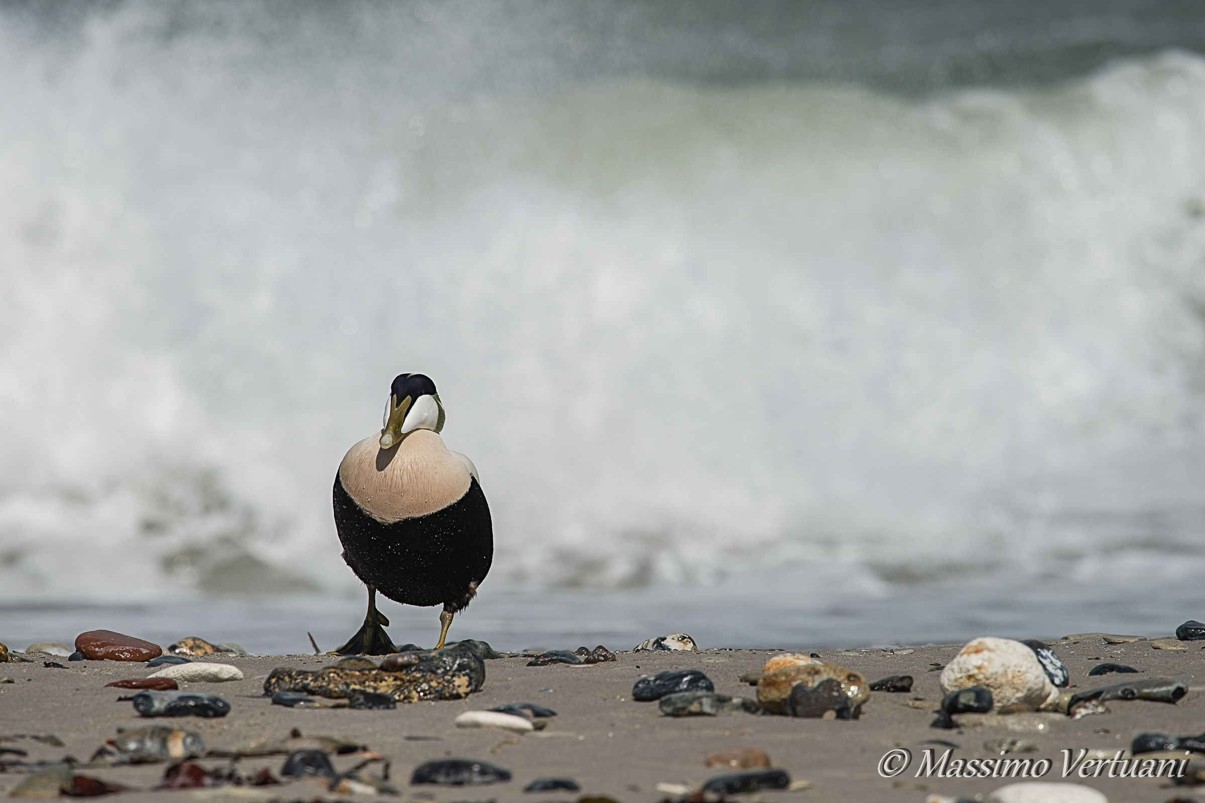 Eider...